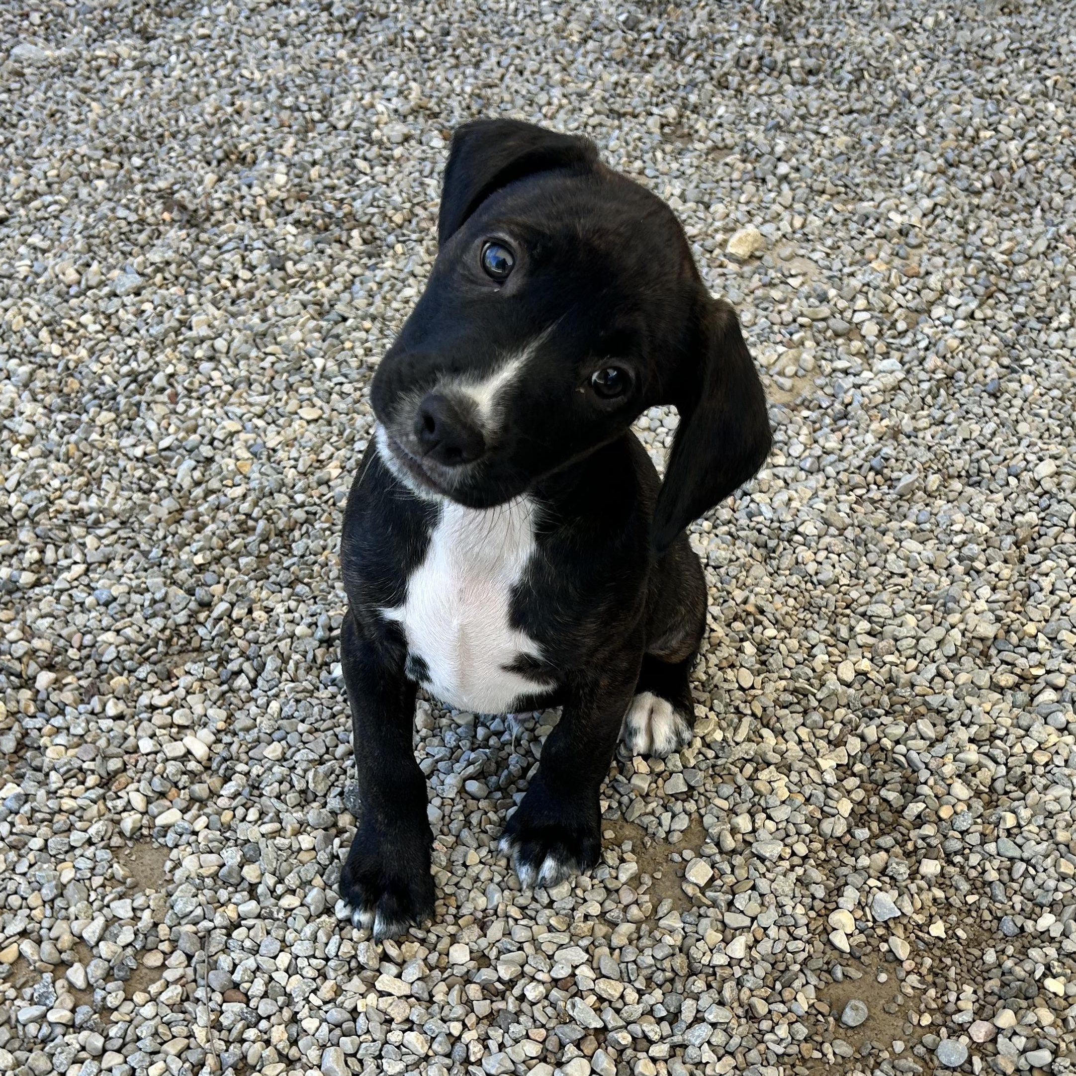 Enlarge .CHEWY, a Adopted mixed breed in Wilmington, OH image 3/6