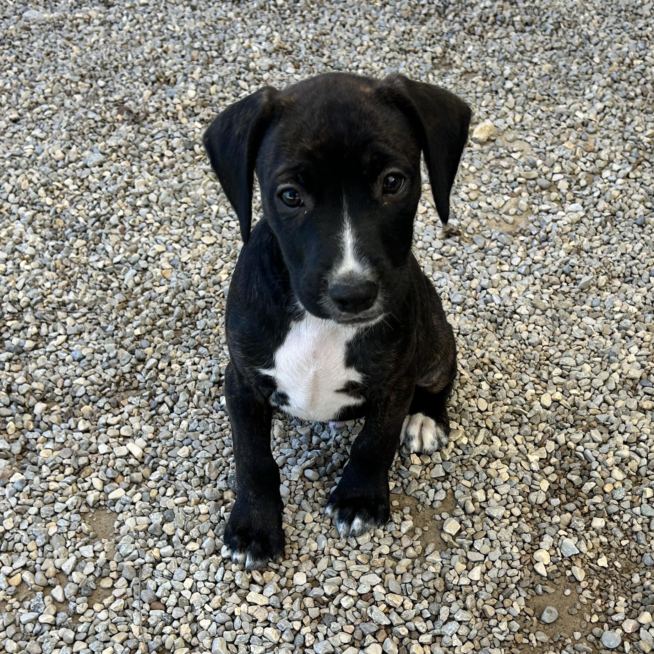 Enlarge .CHEWY, a Adopted mixed breed in Wilmington, OH image 2/6