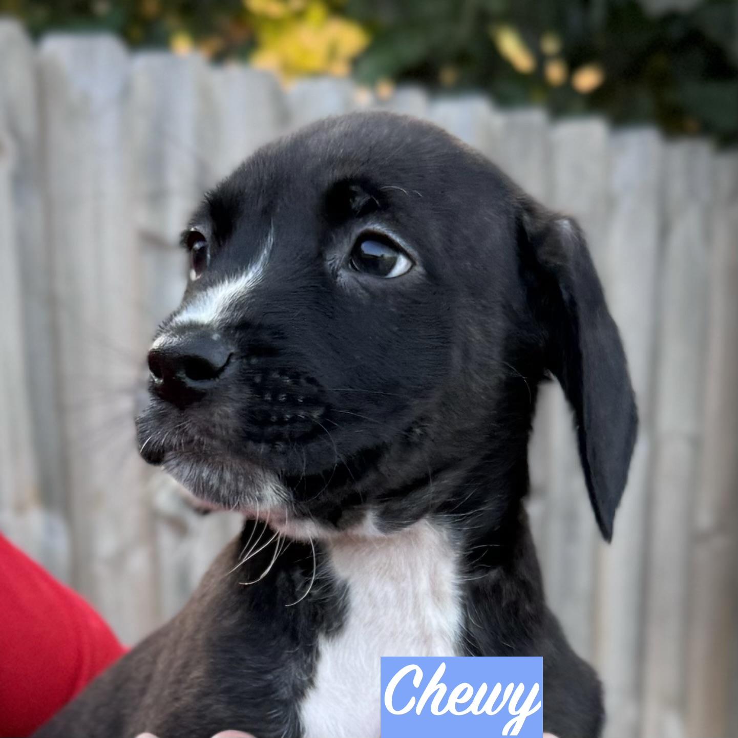 Enlarge .CHEWY, a Adopted mixed breed in Wilmington, OH image 6/6