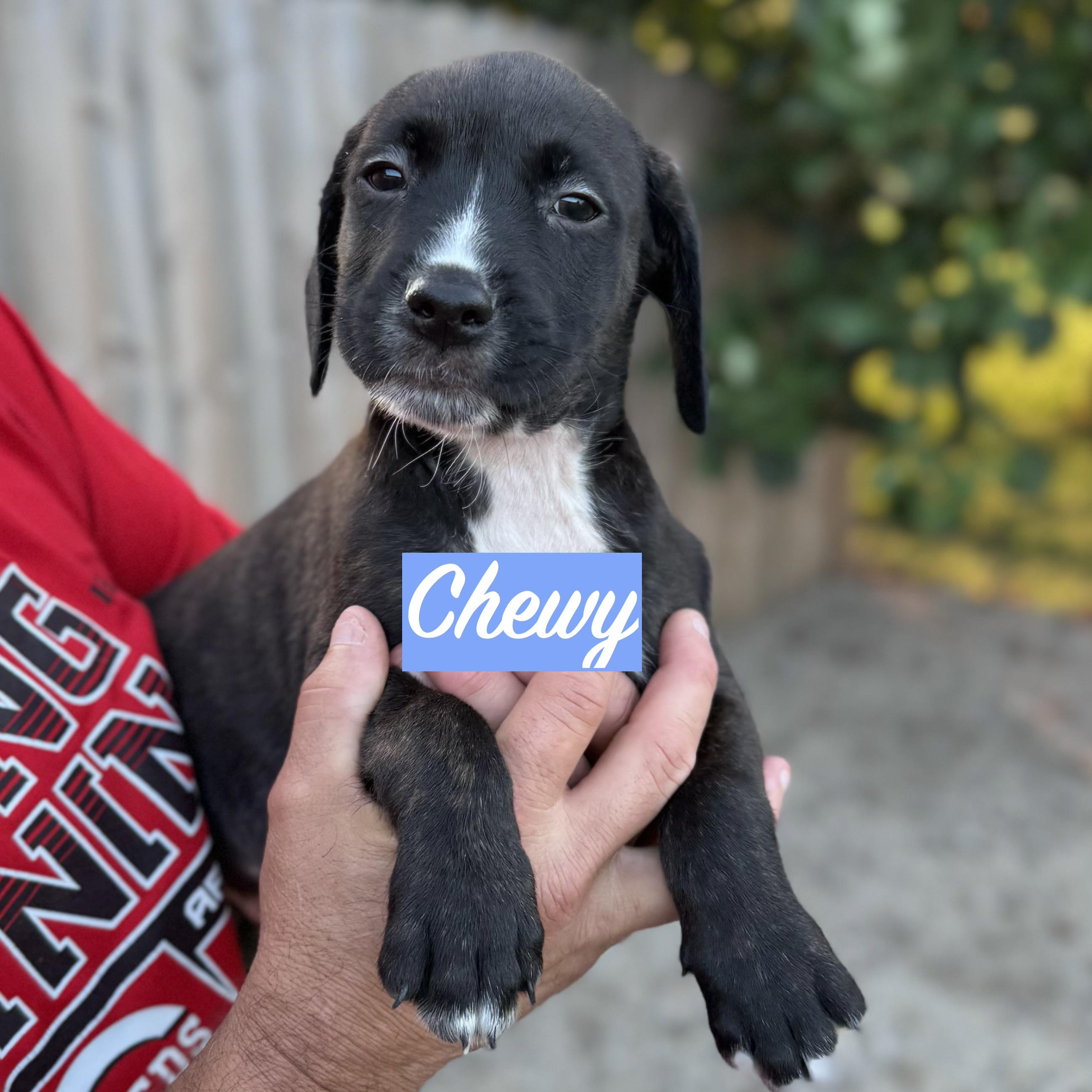 Enlarge .CHEWY, a Adopted mixed breed in Wilmington, OH image 5/6
