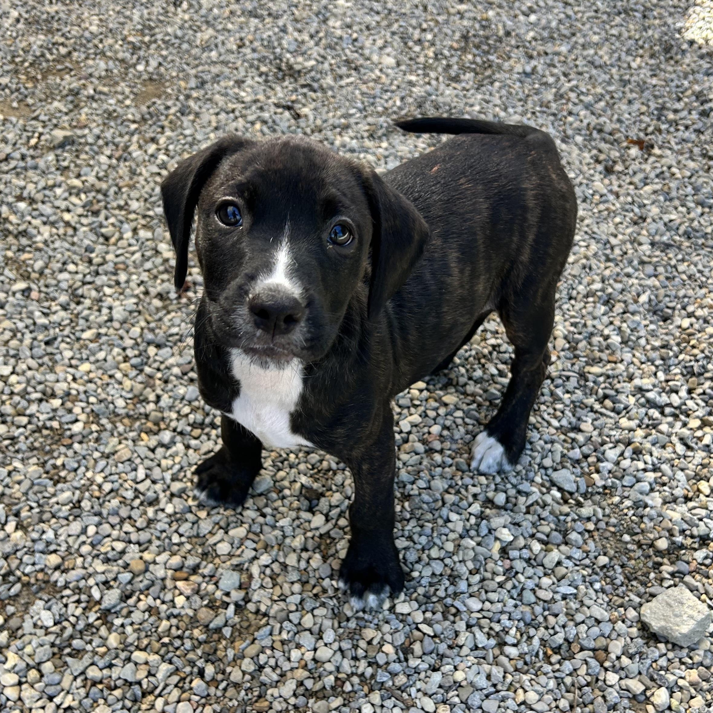 Enlarge .CHEWY, a Adopted mixed breed in Wilmington, OH image 4/6
