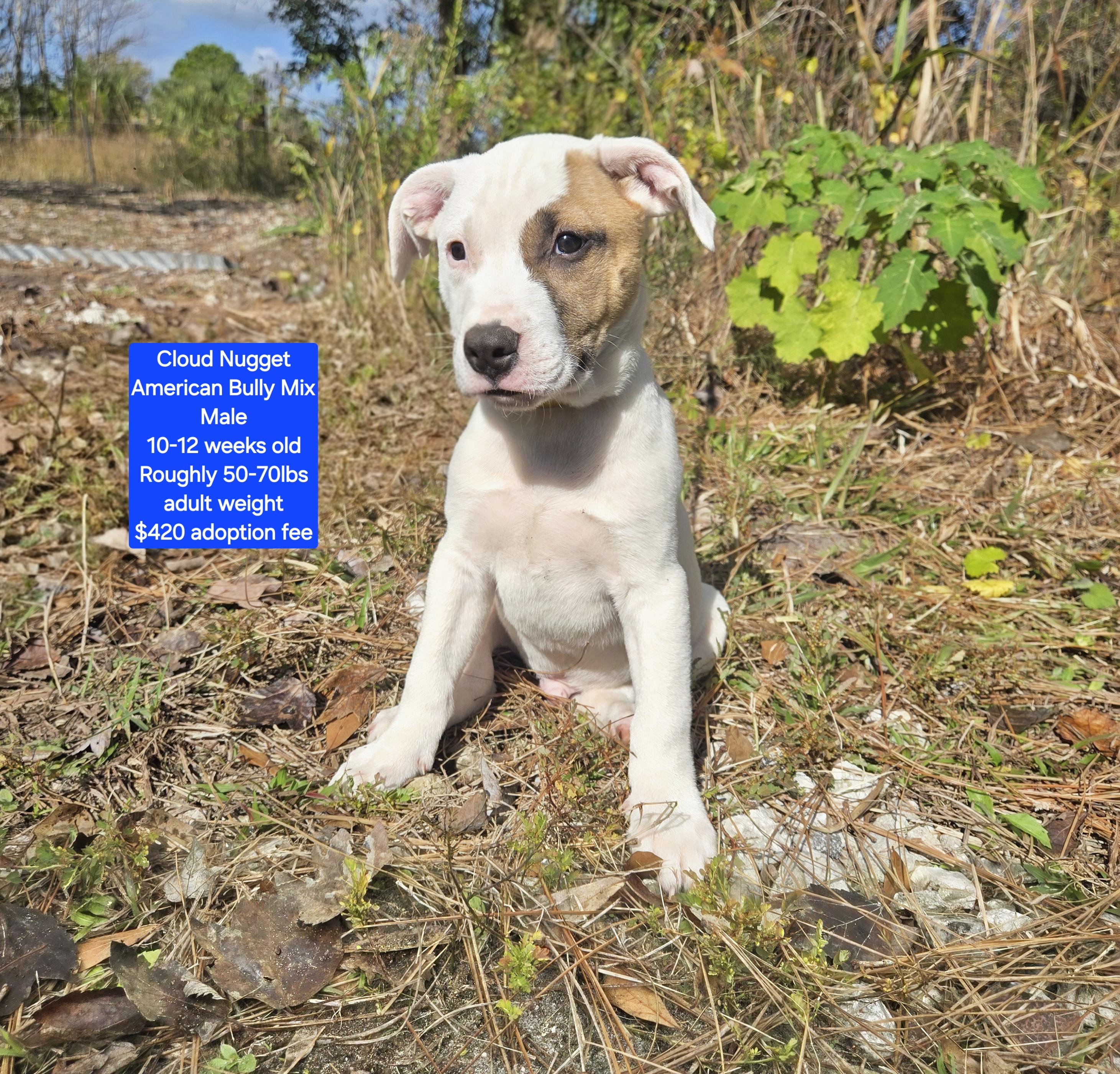 Enlarge Cloud Nugget, a ADOPTABLE mixed breed in Oviedo, FL image 1/1