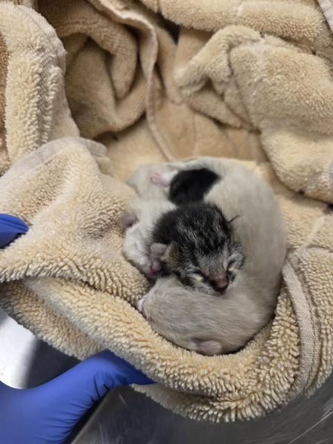 Enlarge LOLA - ADOPTION PENDING, a Adoptable Domestic Short Hair in Ontario, CA image 1/1