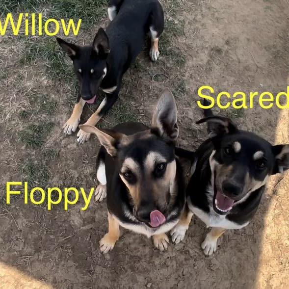 Enlarge Scaredy, a Adoptable mixed breed in Huntington, WV image 1/5