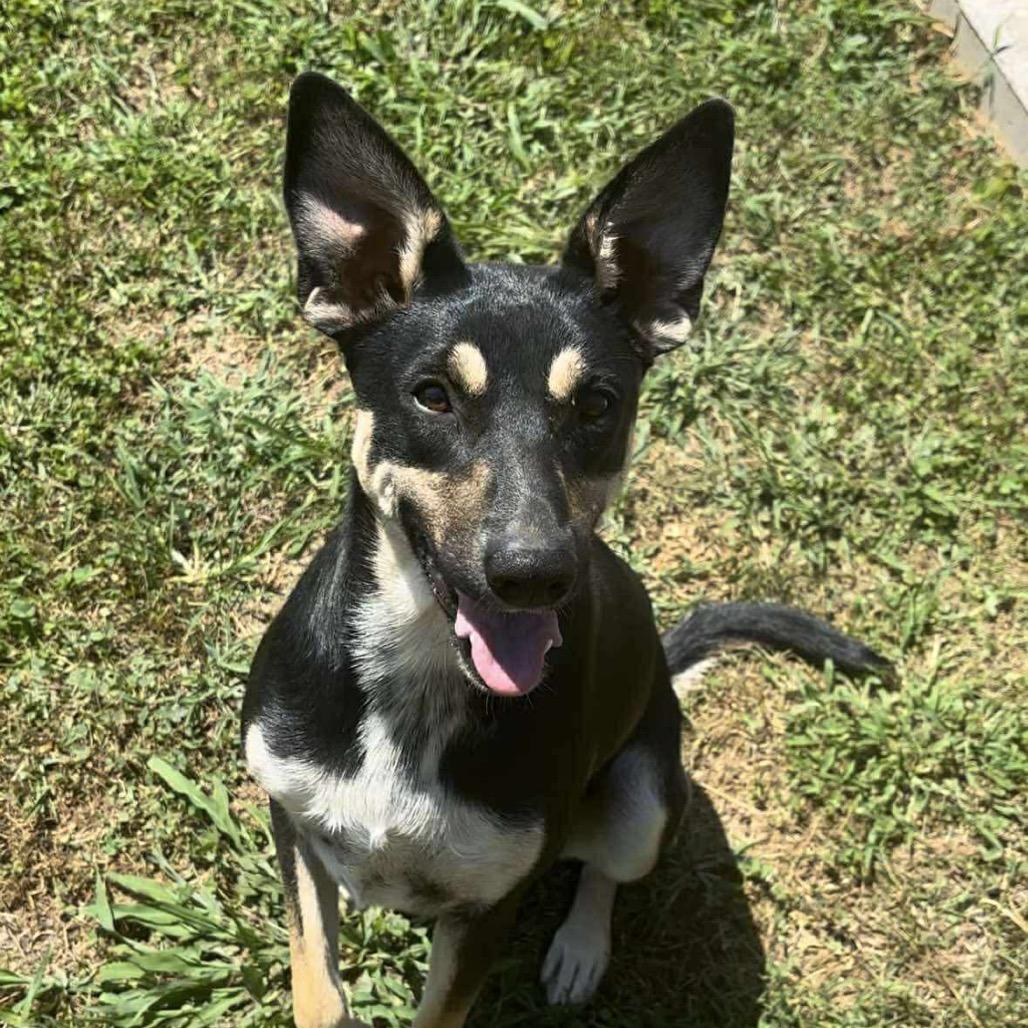 Enlarge Scaredy, a Adoptable mixed breed in Huntington, WV image 4/5