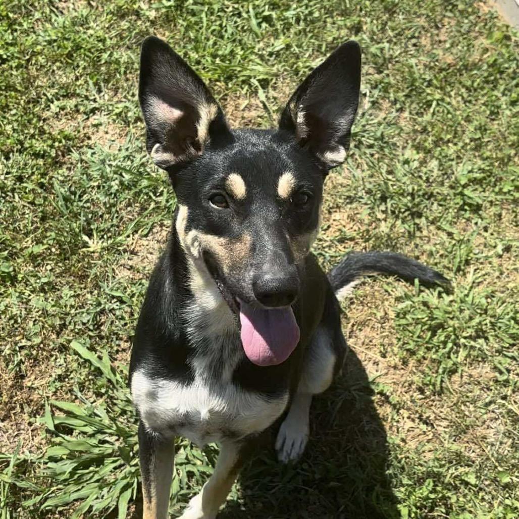 Enlarge Scaredy, a Adoptable mixed breed in Huntington, WV image 5/5
