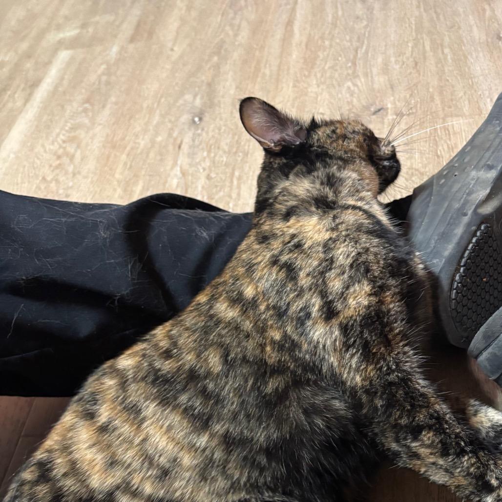 Enlarge Sassy, a Adoptable Domestic Short Hair in Pensacola, FL image 1/4