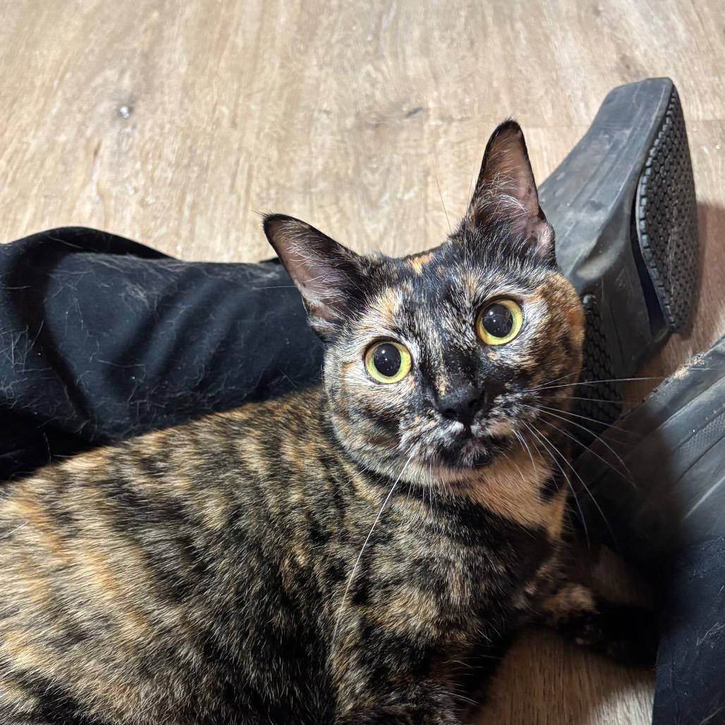 Enlarge Sassy, a Adoptable Domestic Short Hair in Pensacola, FL image 2/4