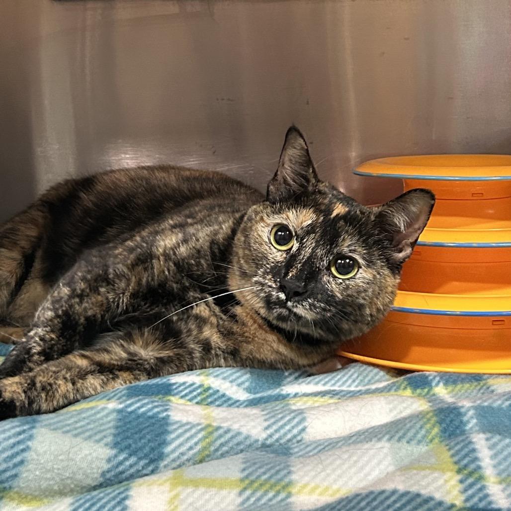 Enlarge Sassy, a Adoptable Domestic Short Hair in Pensacola, FL image 3/4