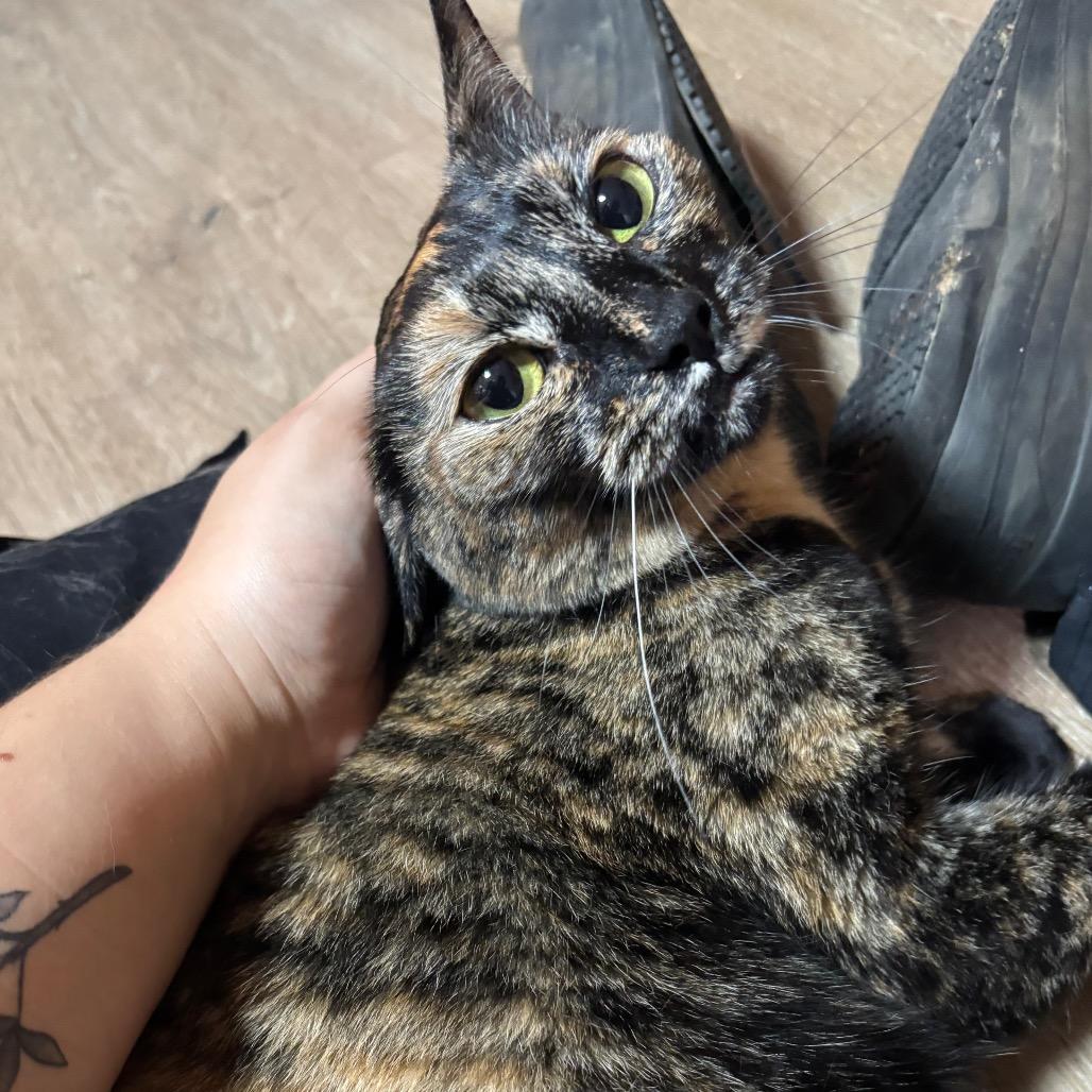 Enlarge Sassy, a Adoptable Domestic Short Hair in Pensacola, FL image 4/4