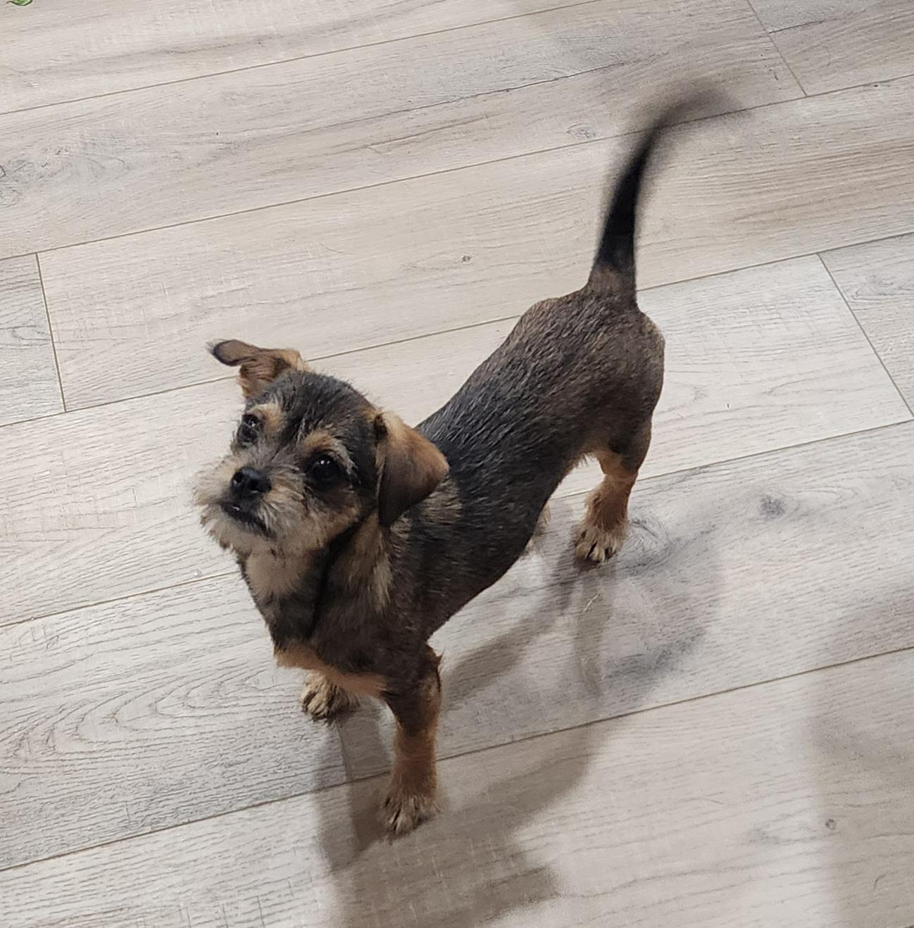 Janet Wood, Adoptable, Puppy Female Chihuahua & Shih Tzu.