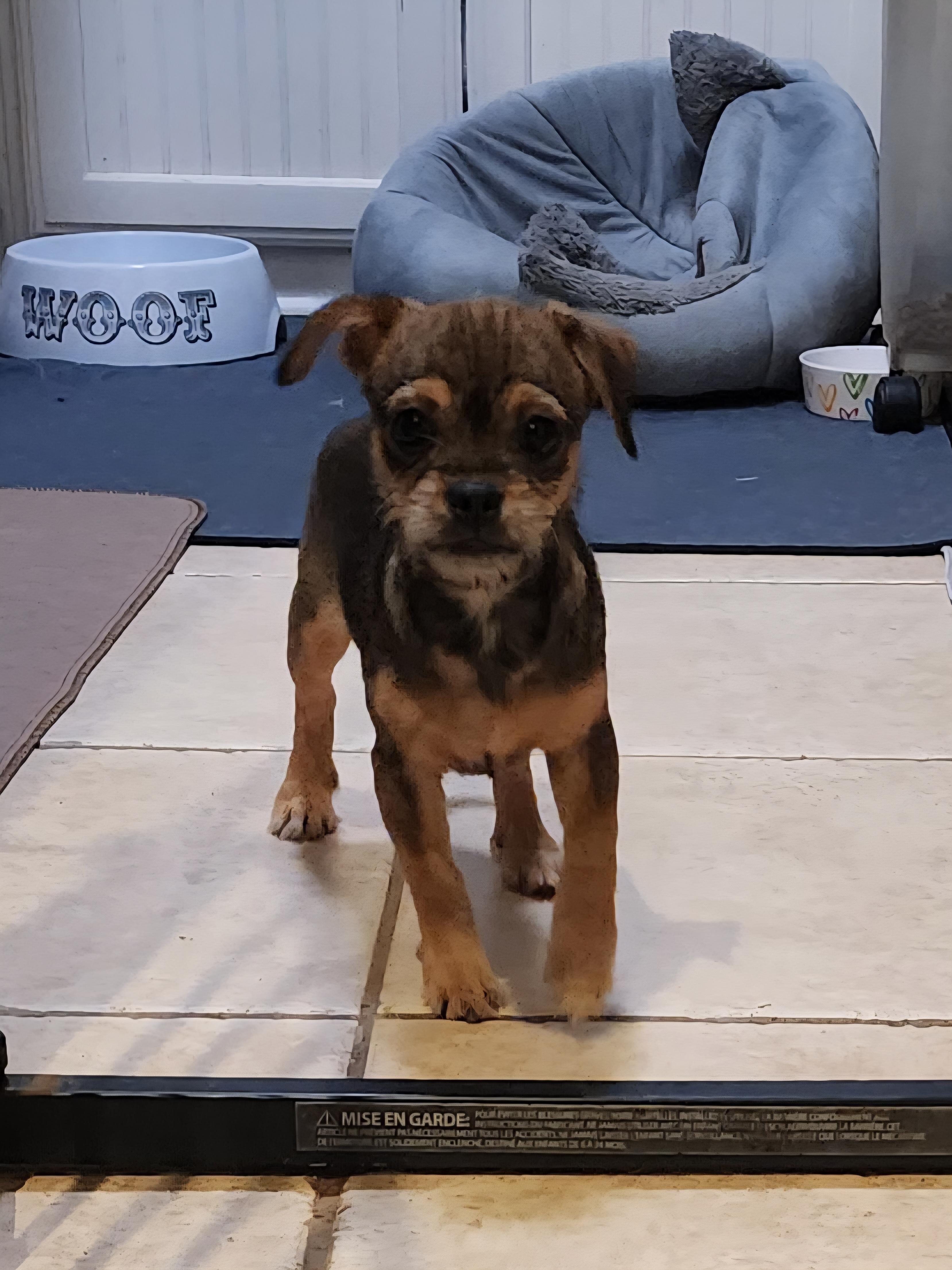 Enlarge Janet Wood, a Adoptable mixed breed in Fort Worth, TX image 2/2