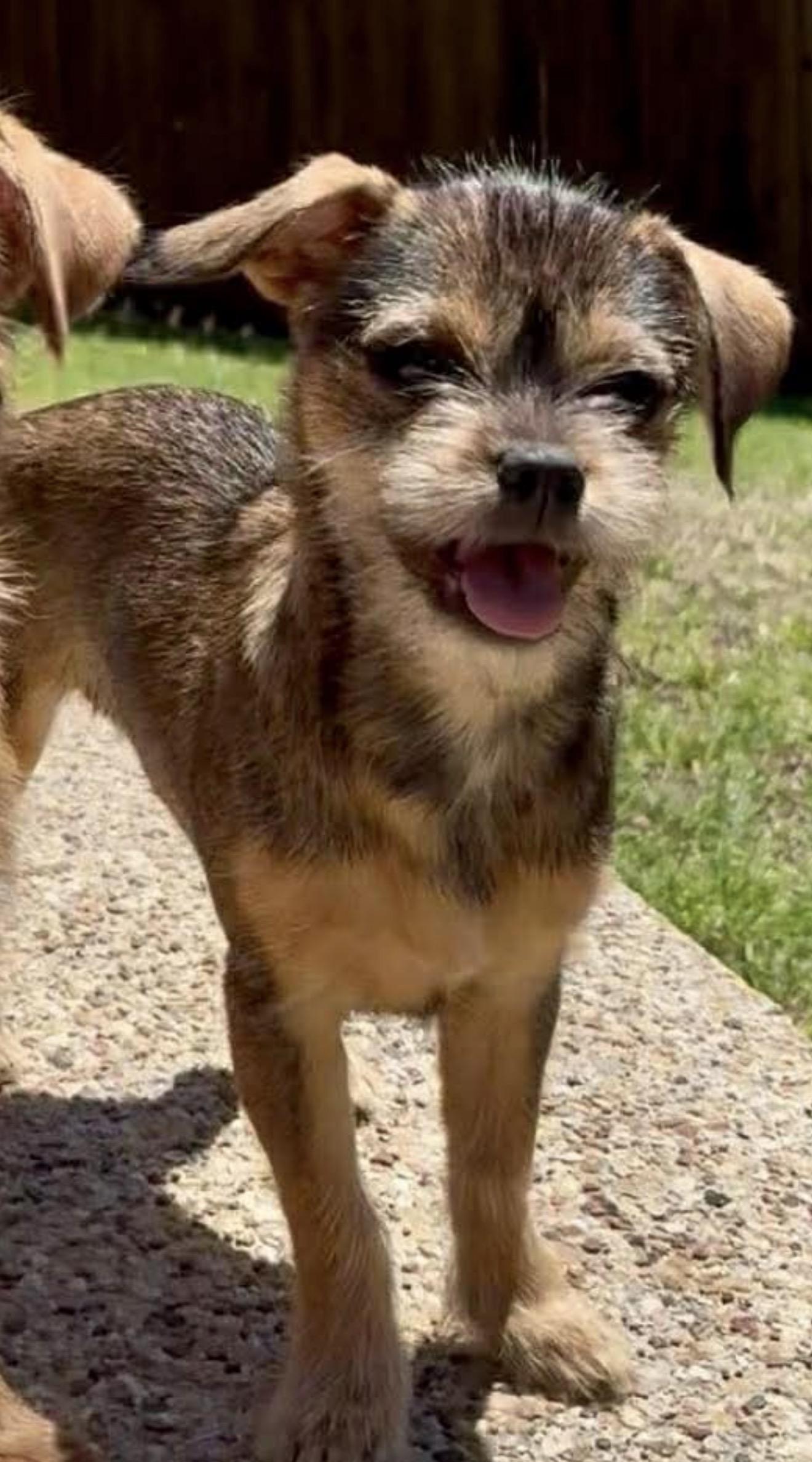 Enlarge Janet Wood, a Adoptable mixed breed in Fort Worth, TX image 2/3