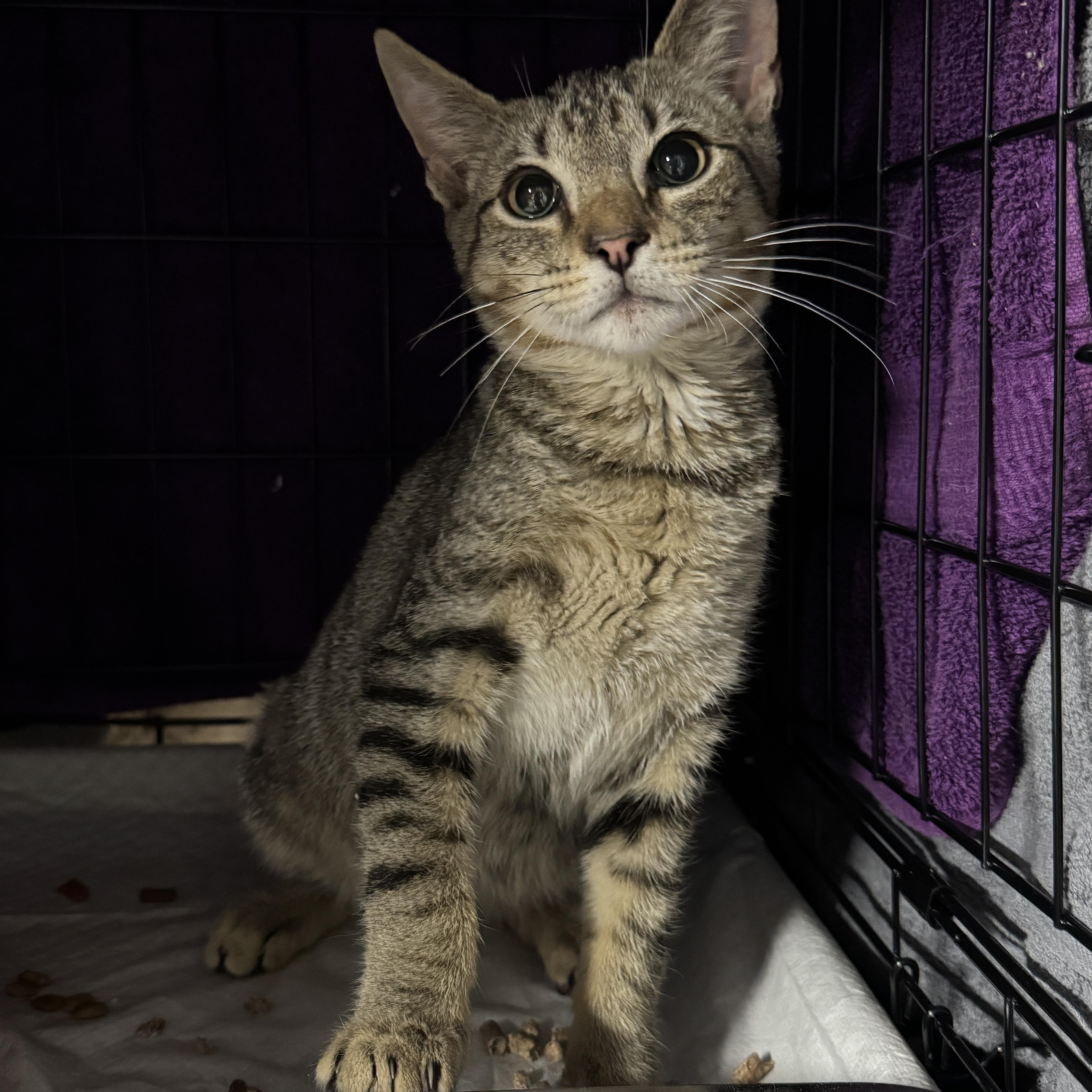 Cosmo, ADOPTABLE, Kitten Male Tabby.
