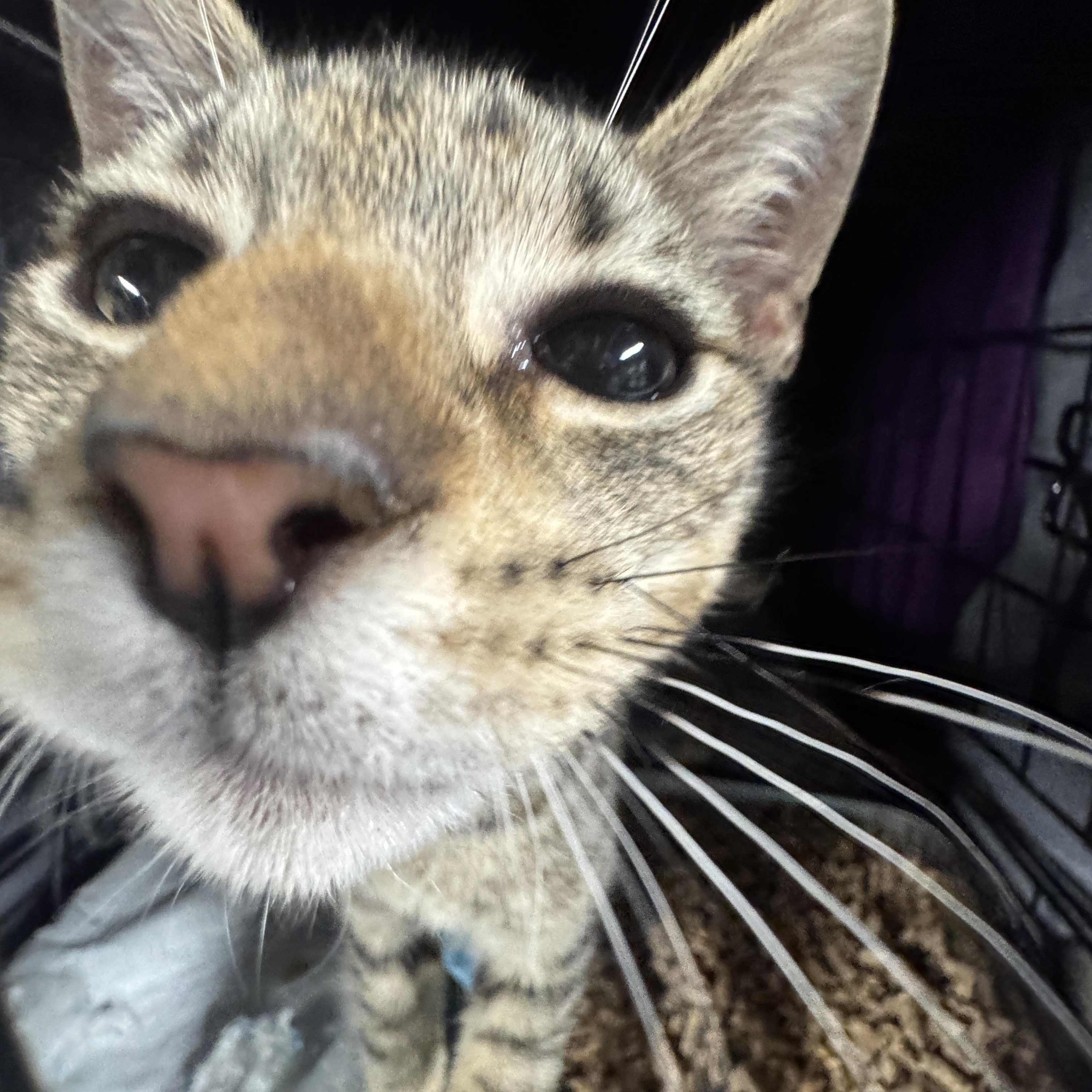 Cosmo, a ADOPTABLE Tabby in Bayonne, NJ image 2/2