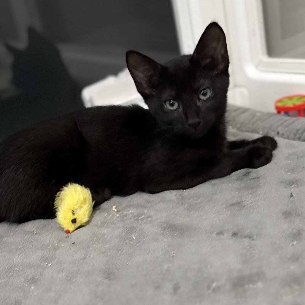 Meredith, Adoptable, Kitten Female Domestic Short Hair.