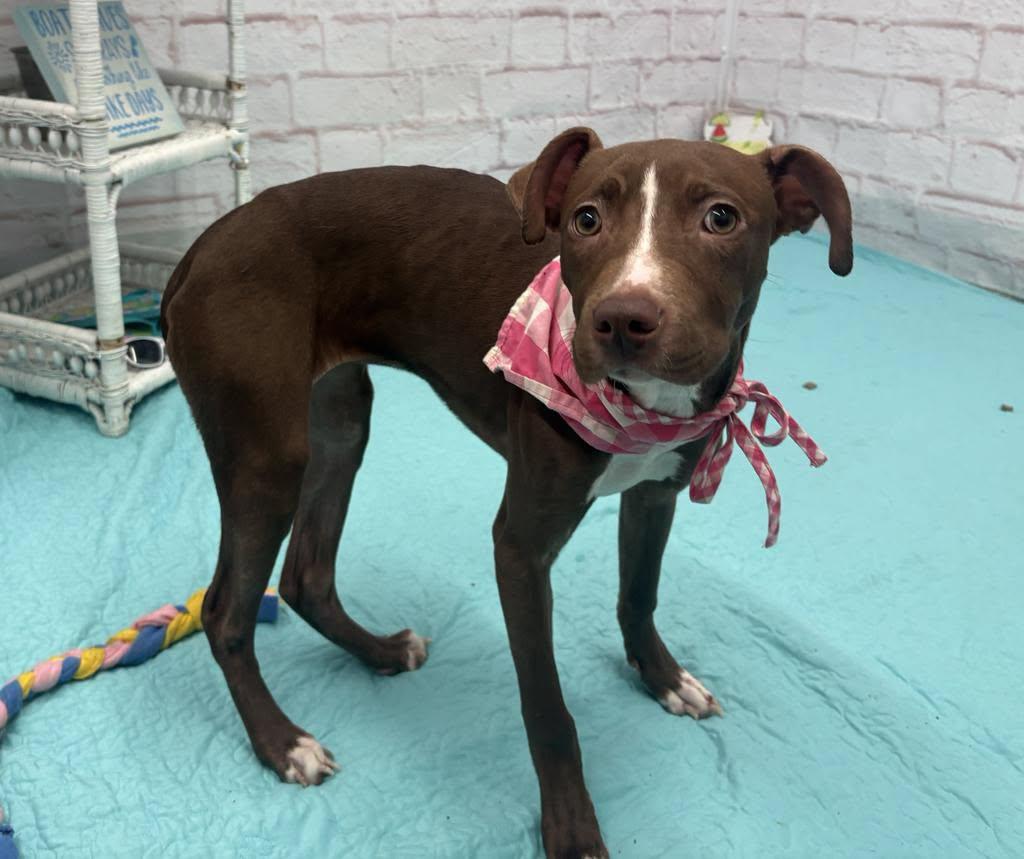 Mocha, a Adoptable Pit Bull Terrier in Troy, MI image 3/6