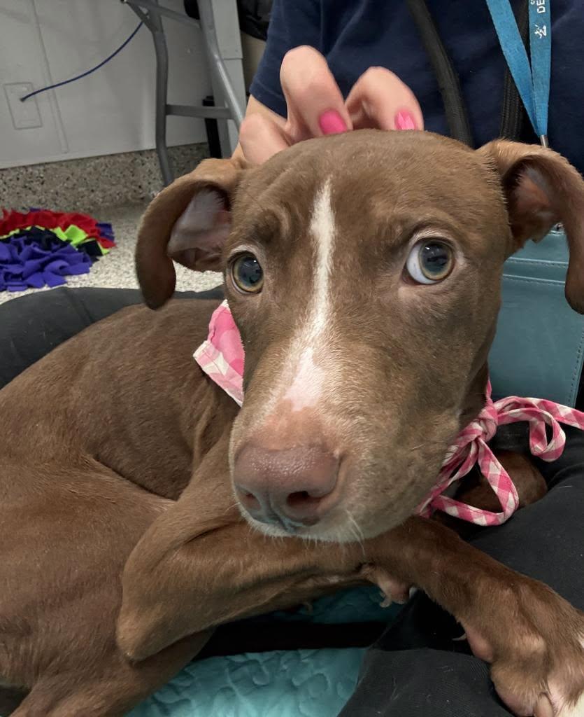 Mocha, a Adoptable Pit Bull Terrier in Troy, MI image 4/6