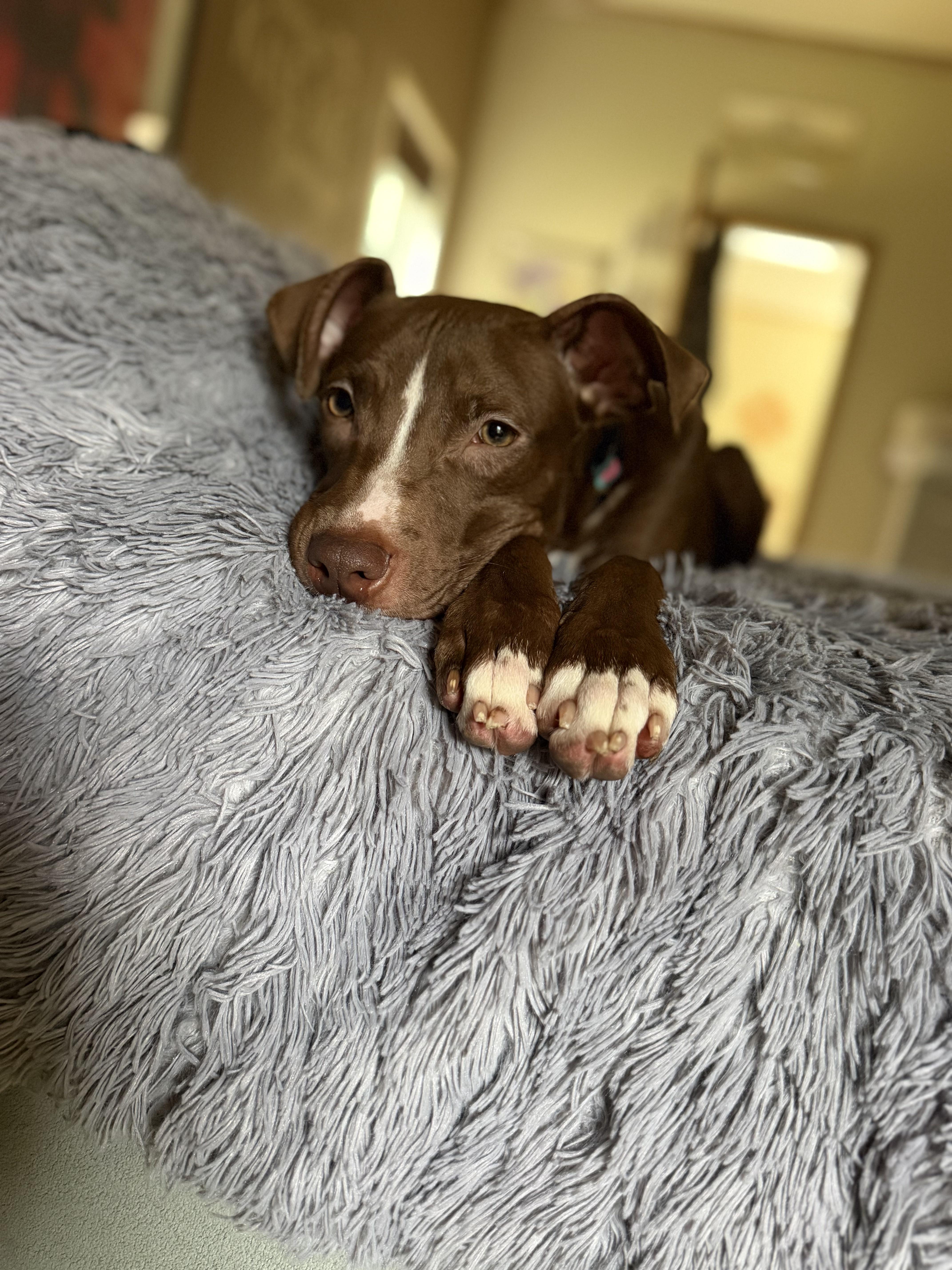 Mocha, a Adoptable Pit Bull Terrier in Troy, MI image 2/6