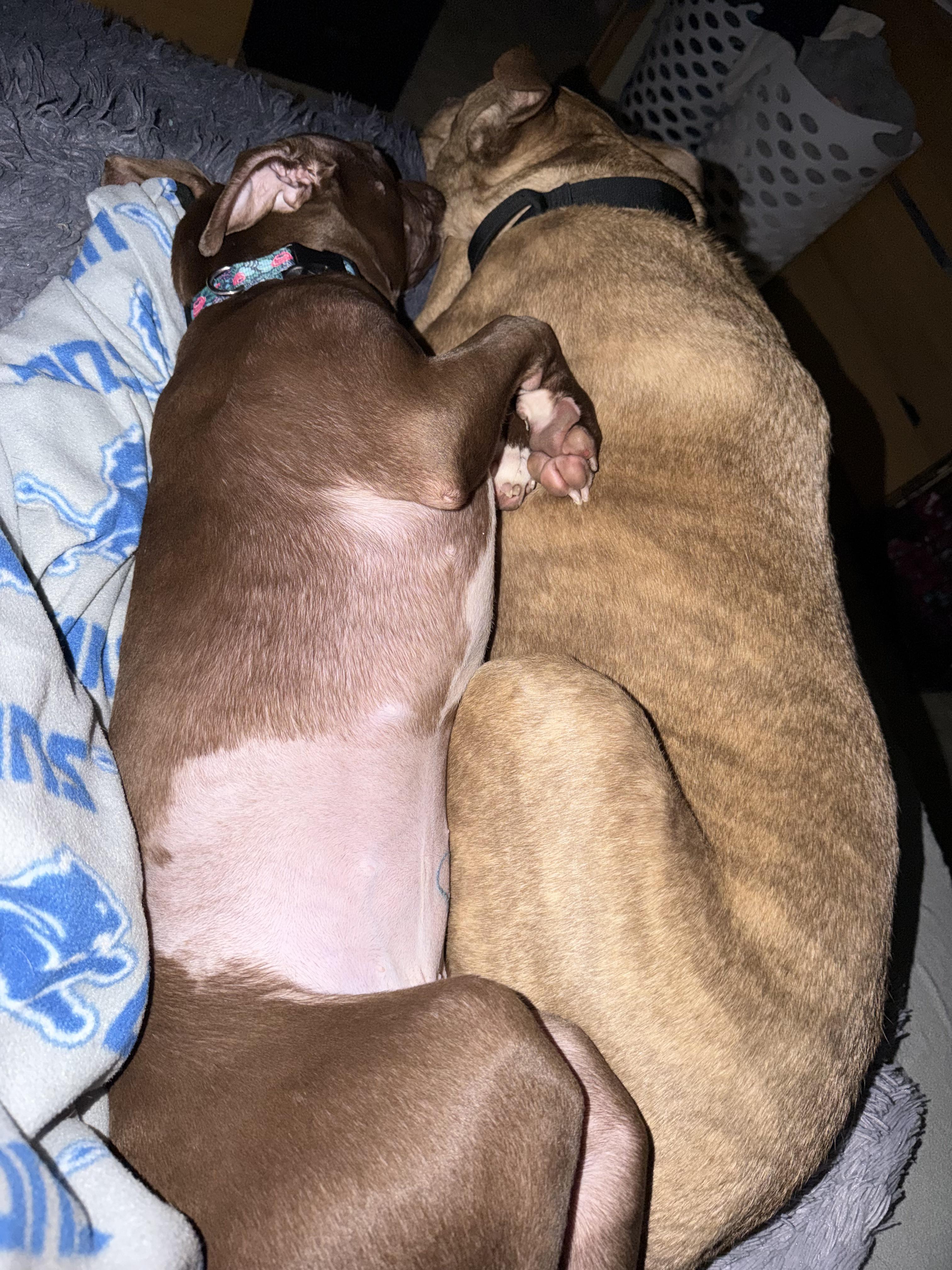 Mocha, a Adoptable Pit Bull Terrier in Troy, MI image 5/6