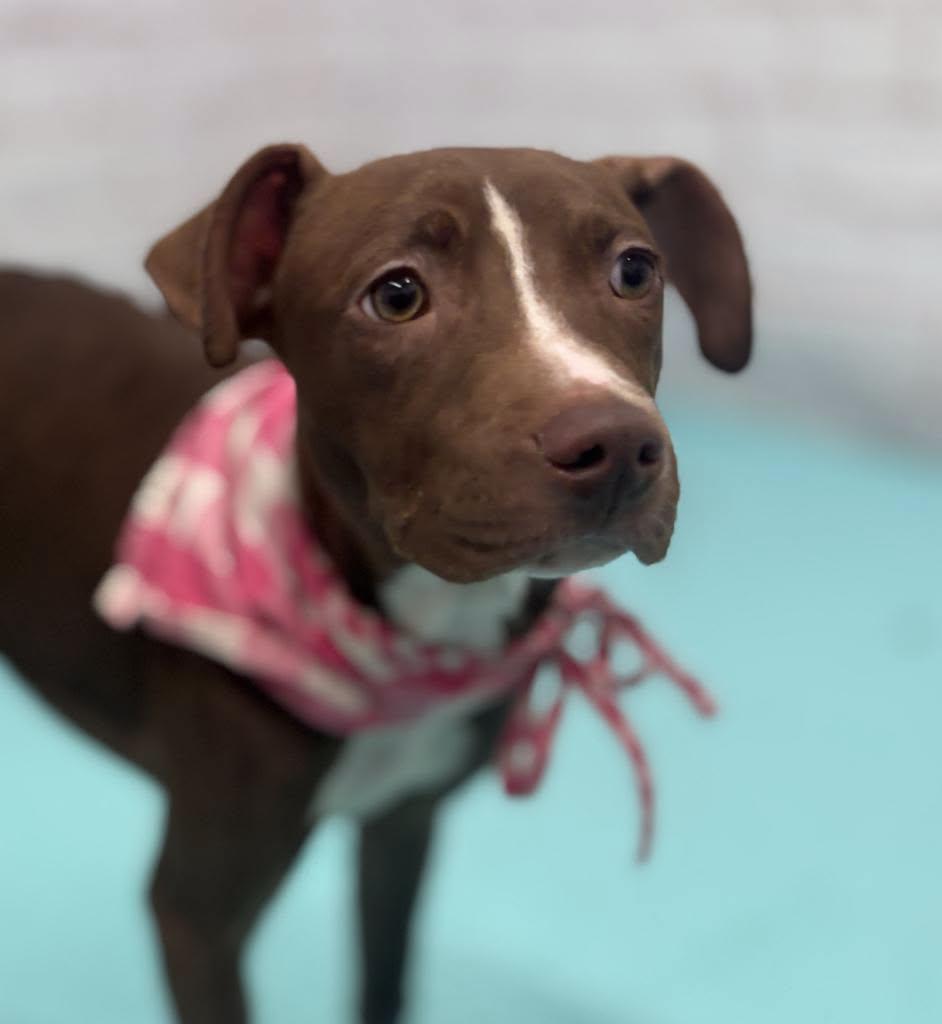 Mocha, a Adoptable Pit Bull Terrier in Troy, MI image 6/6