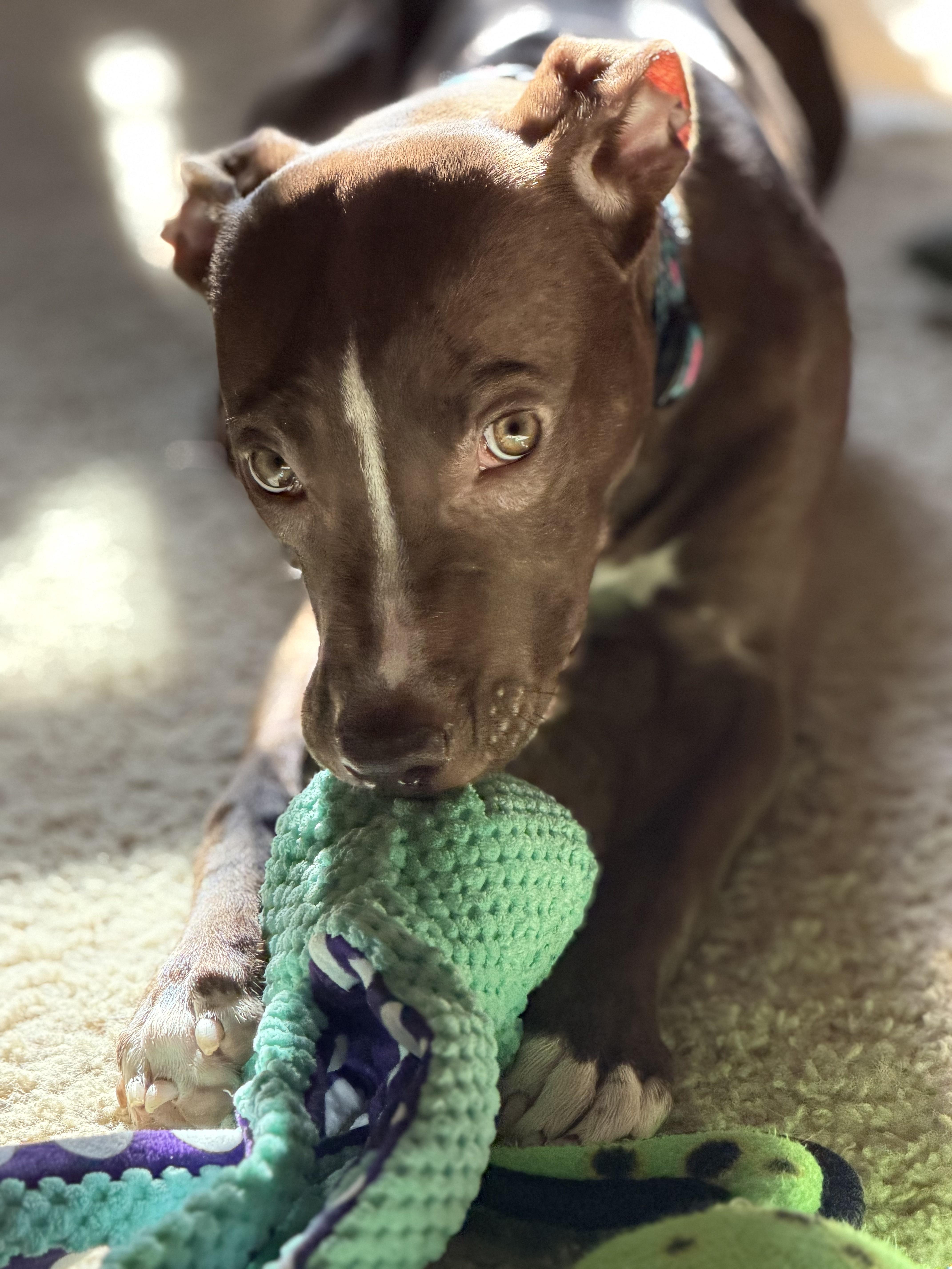 Mocha, Adoptable, Young Female Pit Bull Terrier.
