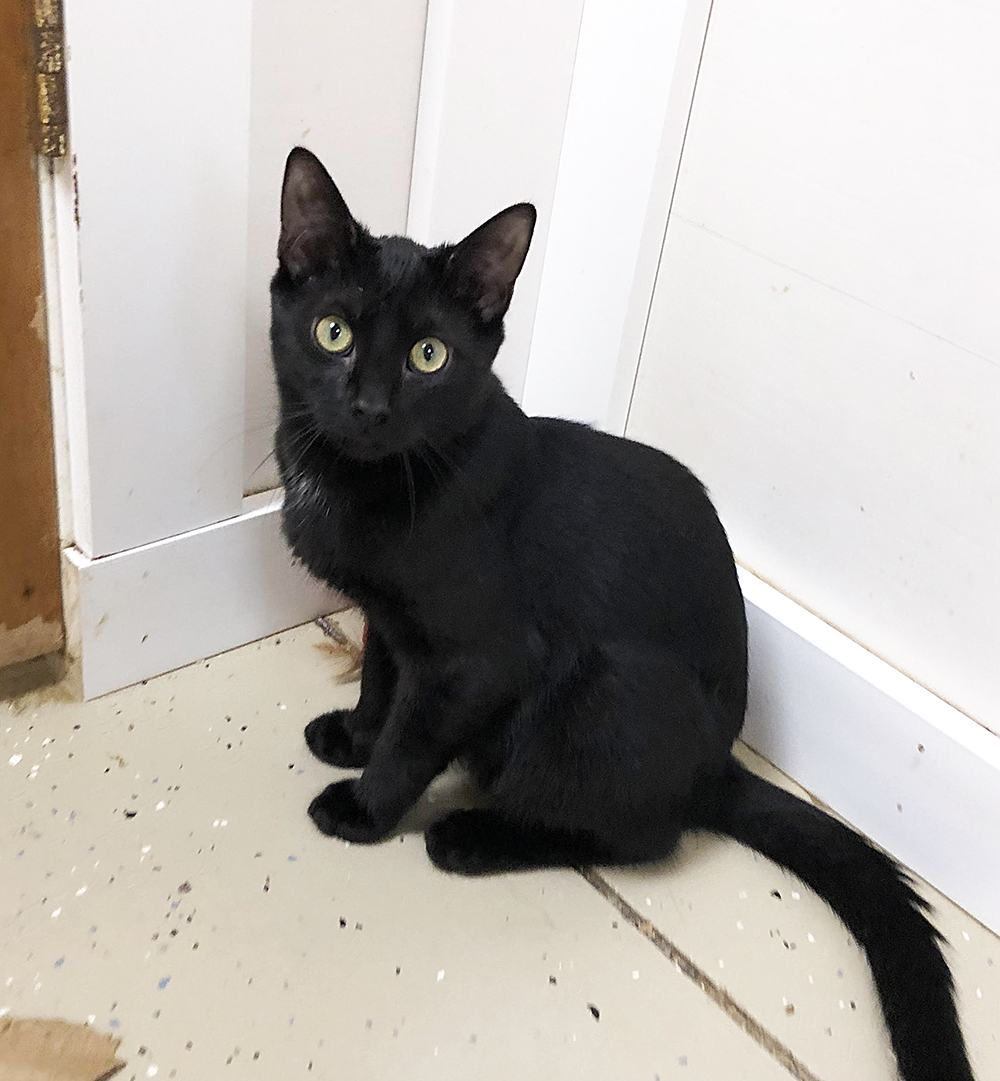 Enlarge Axel, a Adoptable Domestic Short Hair in Gouldsboro, PA image 1/1