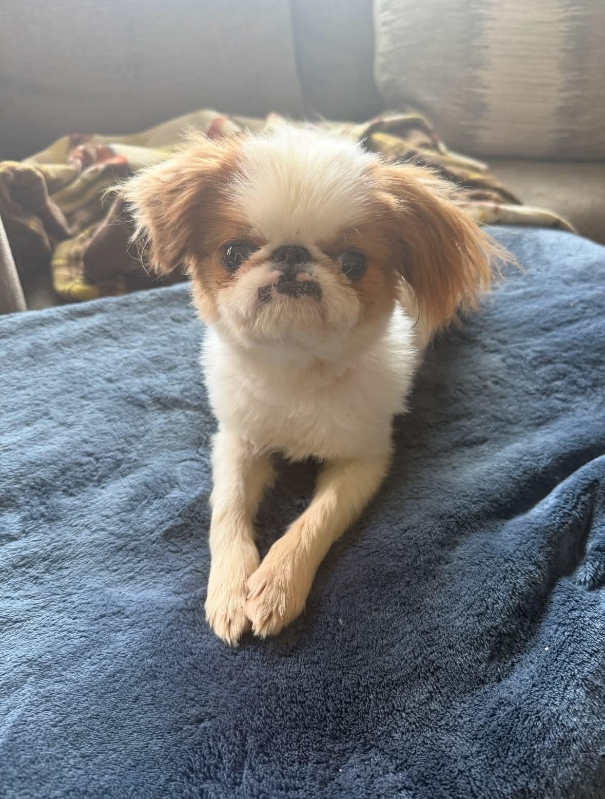 Farfel , ADOPTABLE, Puppy Male Japanese Chin.
