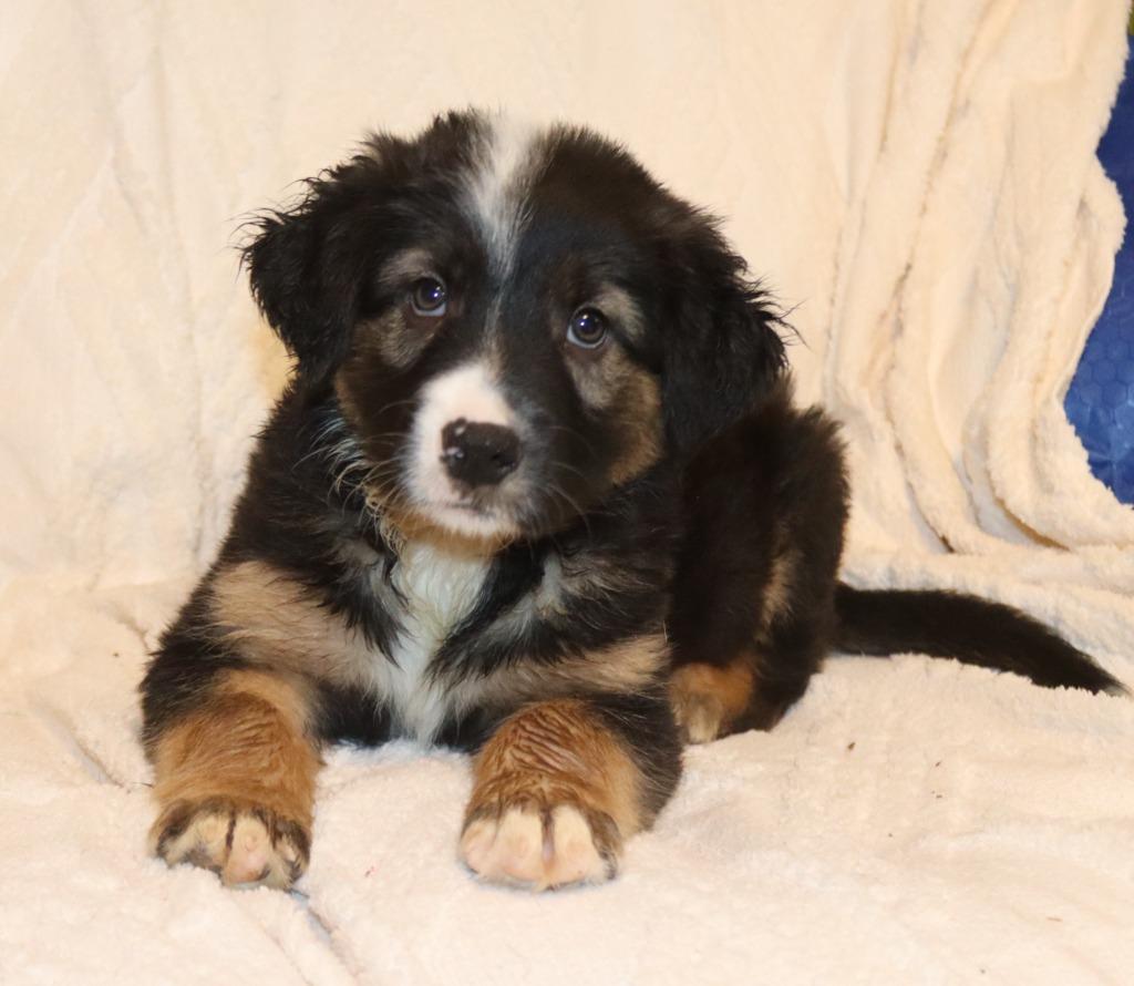 Louie, Adoptable, Puppy Male Mixed Breed.