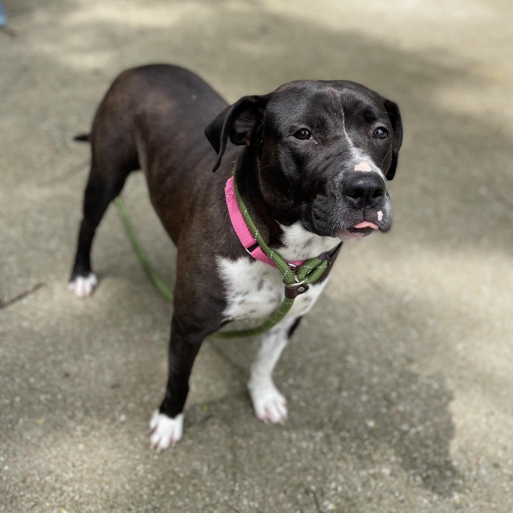 Enlarge Rylee, a Adoptable Mixed Breed in Edwardsville, IL image 1/6
