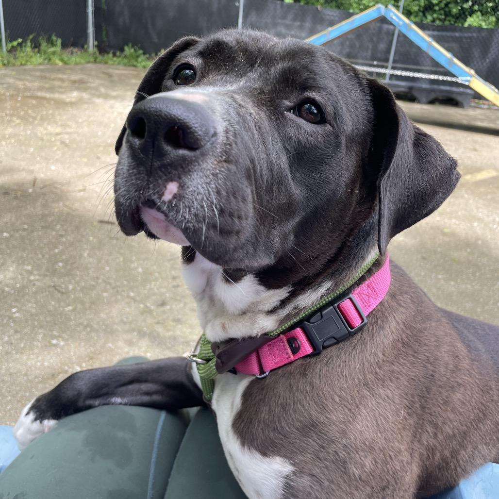 Enlarge Rylee, a Adoptable Mixed Breed in Edwardsville, IL image 2/6