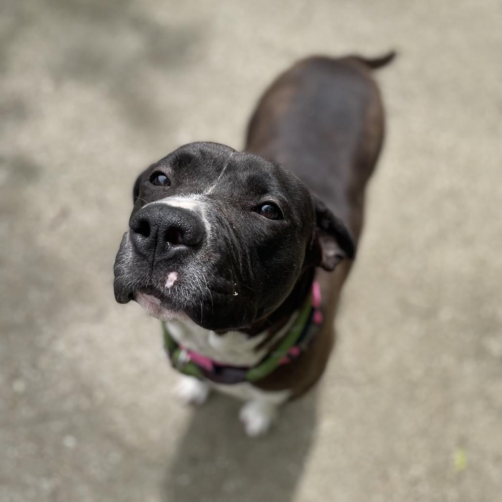 Enlarge Rylee, a Adoptable Mixed Breed in Edwardsville, IL image 3/6