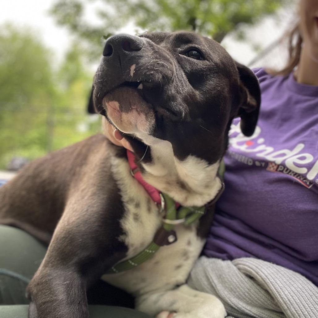 Enlarge Rylee, a Adoptable Mixed Breed in Edwardsville, IL image 4/6