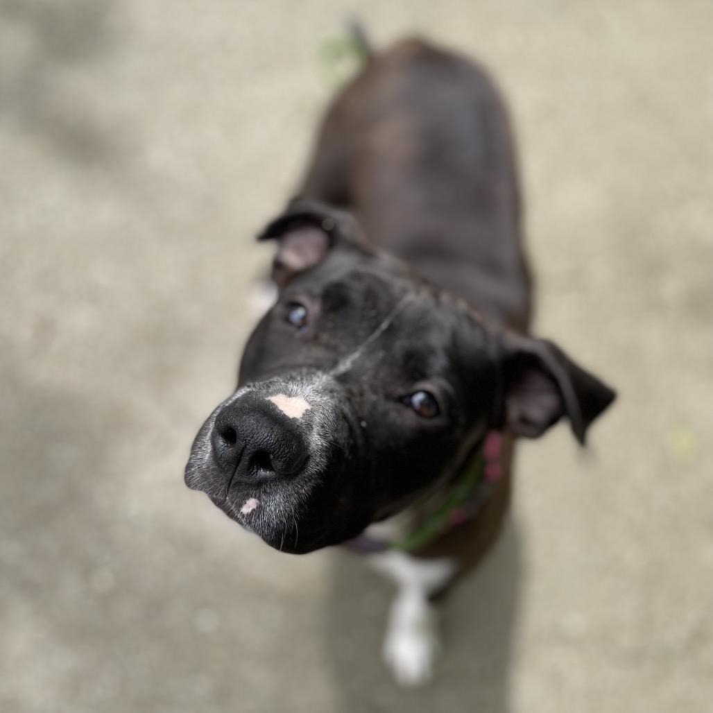 Enlarge Rylee, a Adoptable Mixed Breed in Edwardsville, IL image 5/6