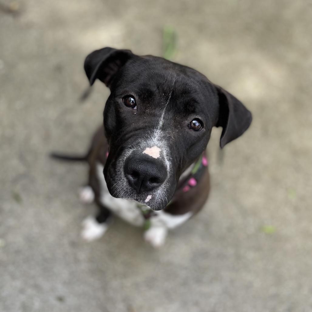 Enlarge Rylee, a Adoptable Mixed Breed in Edwardsville, IL image 6/6