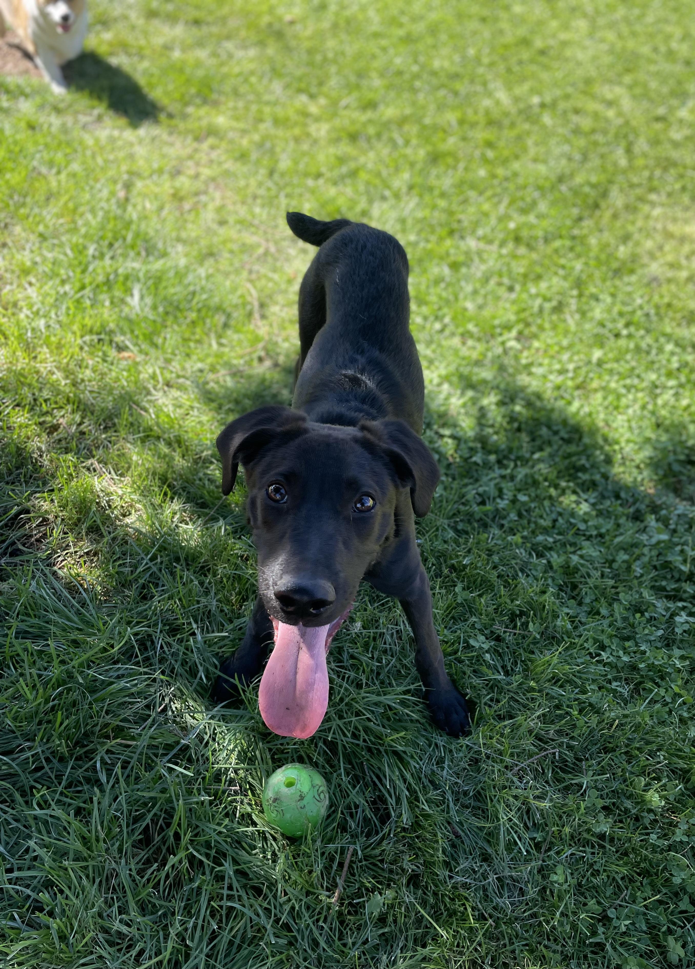 Charchar, an adoptable German Shorthaired Pointer, Labrador Retriever in Klamath Falls, OR, 97603 | Photo Image 2