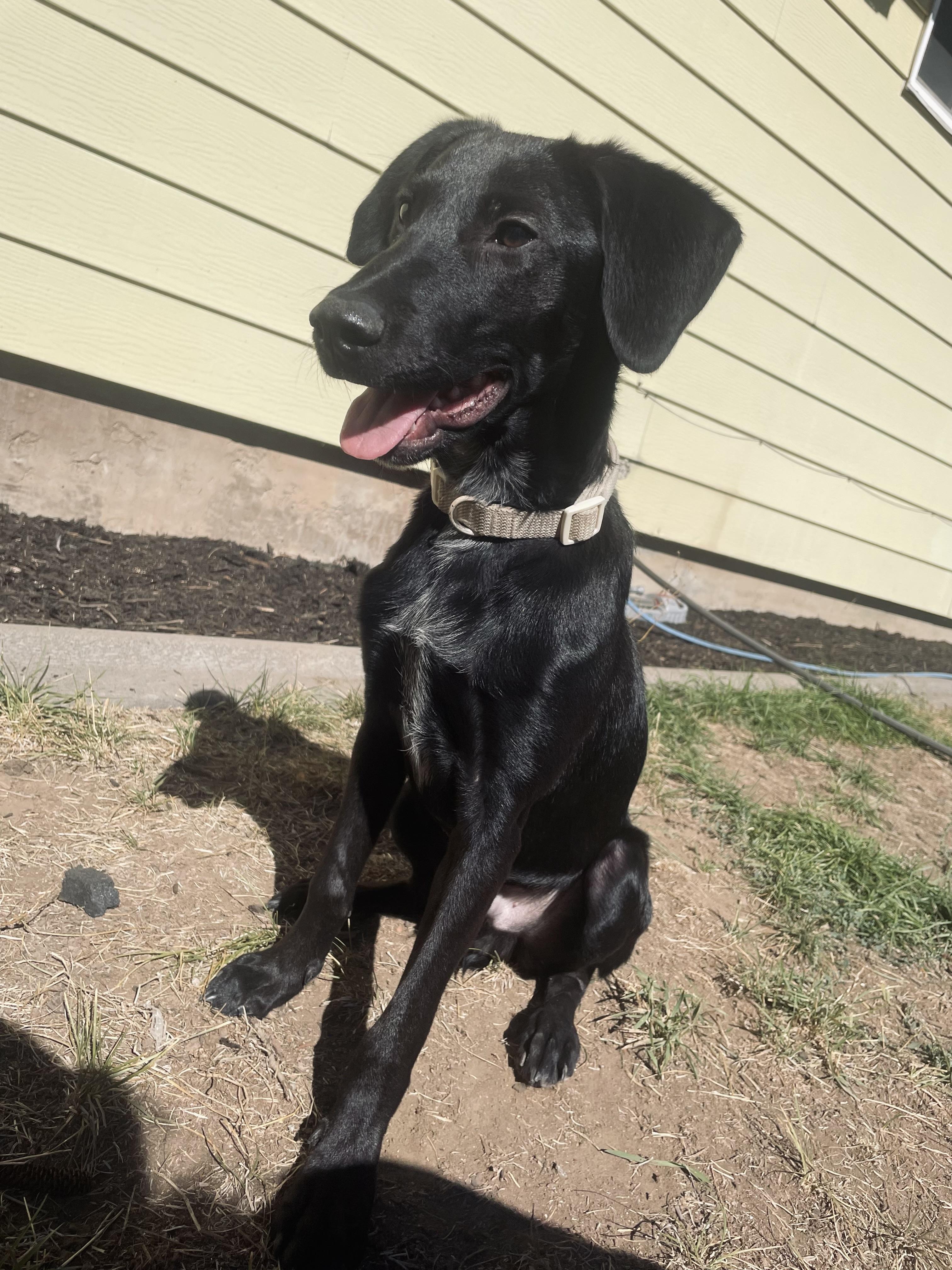 Charchar, an adoptable German Shorthaired Pointer, Labrador Retriever in Klamath Falls, OR, 97603 | Photo Image 3