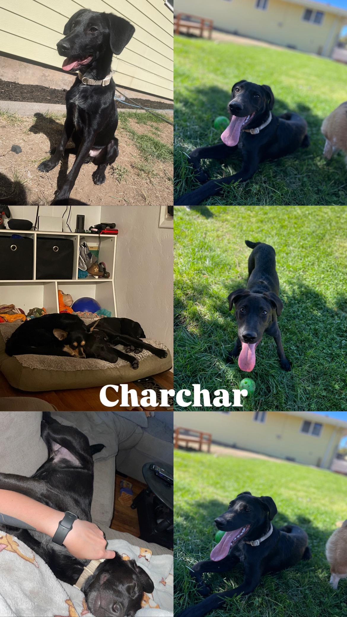 Charchar, an adoptable German Shorthaired Pointer, Labrador Retriever in Klamath Falls, OR, 97603 | Photo Image 1