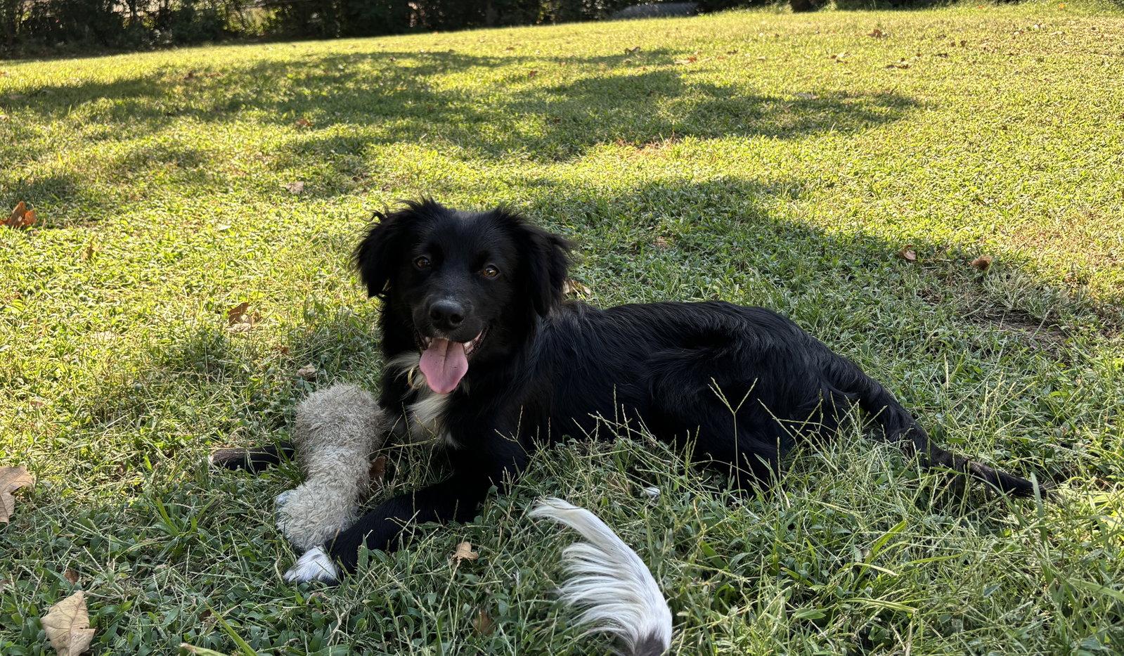 Enlarge Olsen, a Adoptable Border Collie in St. Louis, MO image 1/1