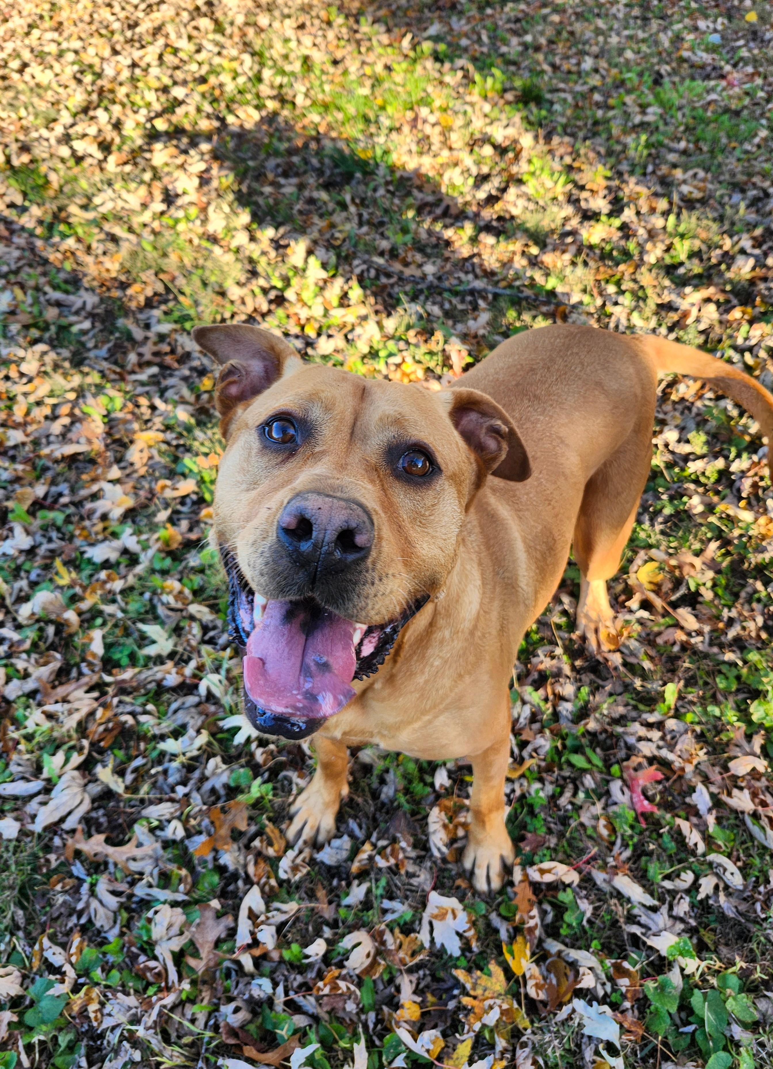 Missy, an adoptable Labrador Retriever, Pit Bull Terrier in Marshall, MO, 65340 | Photo Image 2
