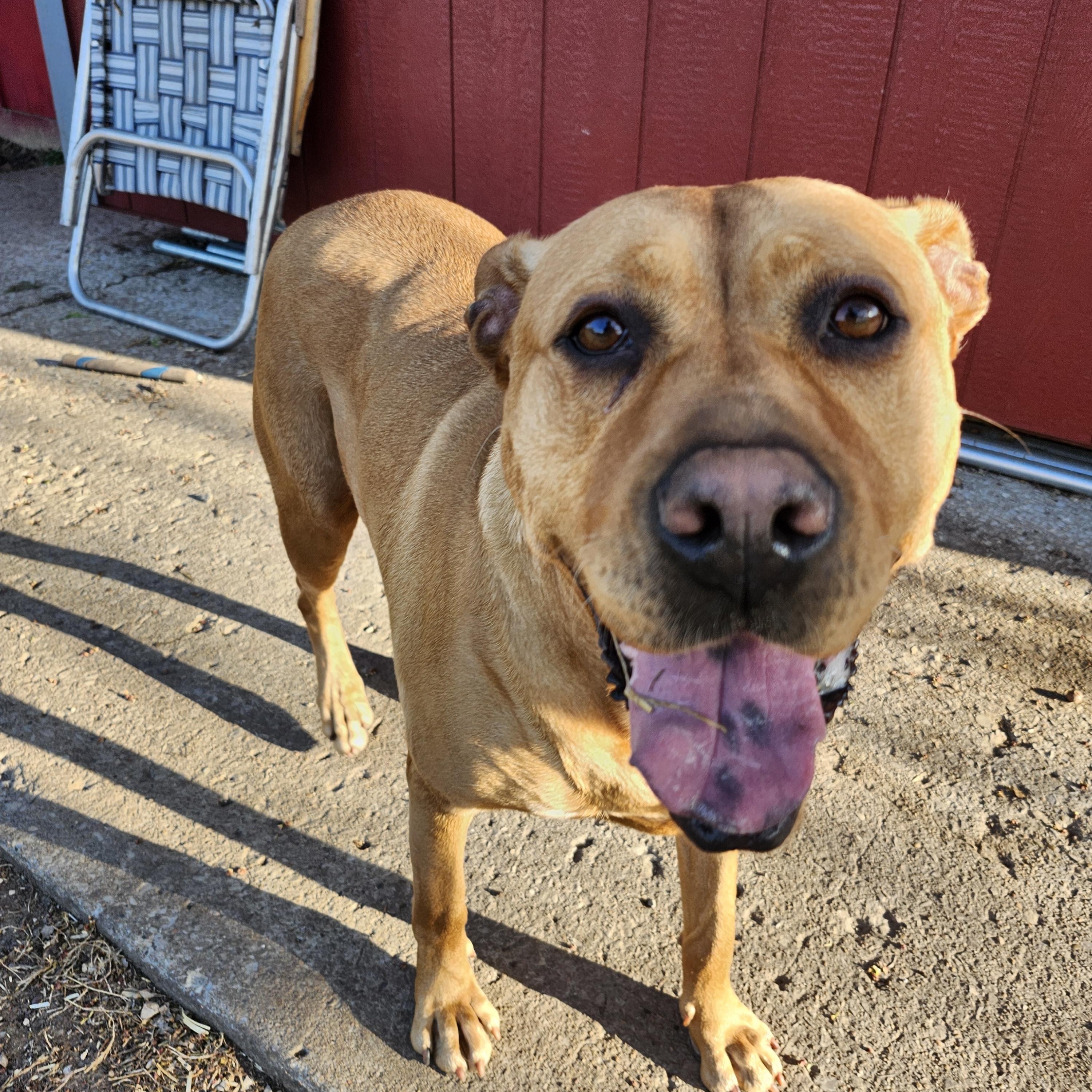 Missy, an adoptable Labrador Retriever, Pit Bull Terrier in Marshall, MO, 65340 | Photo Image 1