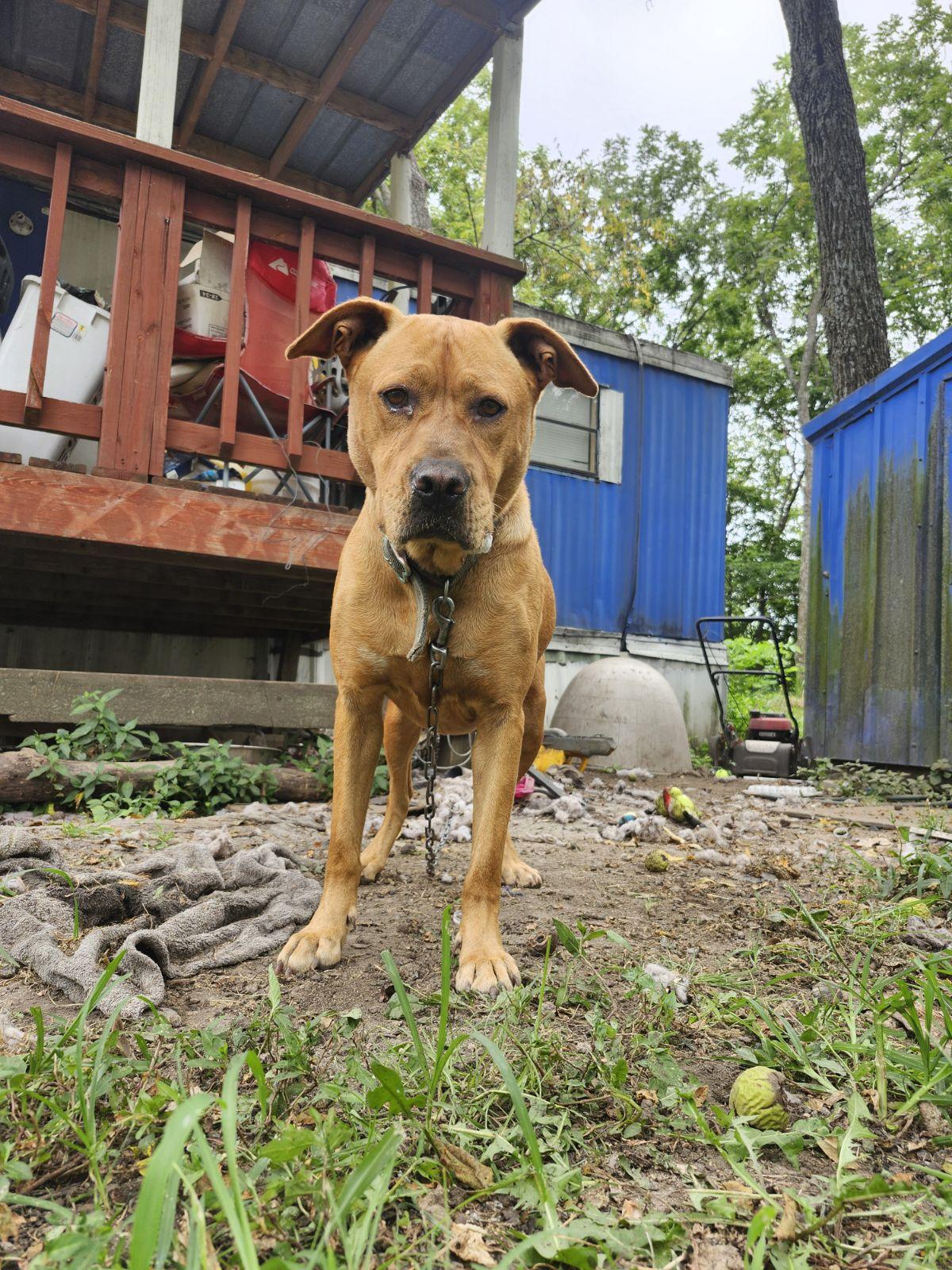 Missy, an adoptable Labrador Retriever, Pit Bull Terrier in Marshall, MO, 65340 | Photo Image 3
