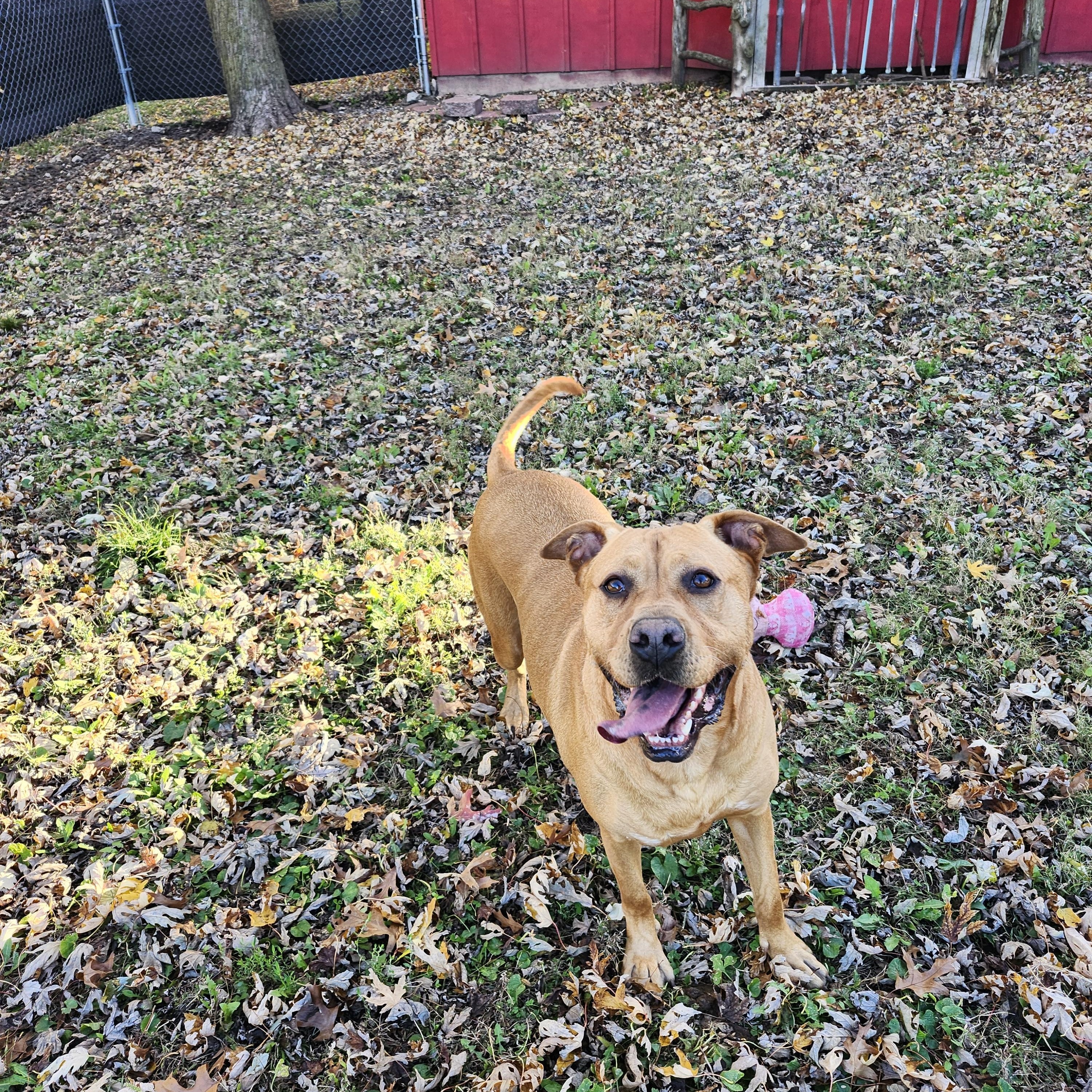 Missy, an adoptable Labrador Retriever, Pit Bull Terrier in Marshall, MO, 65340 | Photo Image 5