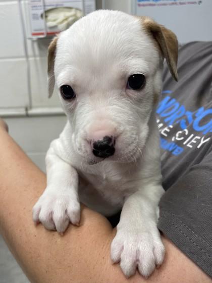 ChristopherRobin, Adoptable, Puppy Male Mixed Breed & Mixed Breed.