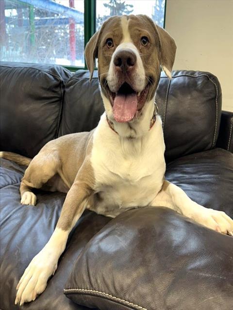 Enlarge KRAKEN, a Adoptable mixed breed in Anchorage, AK image 1/1