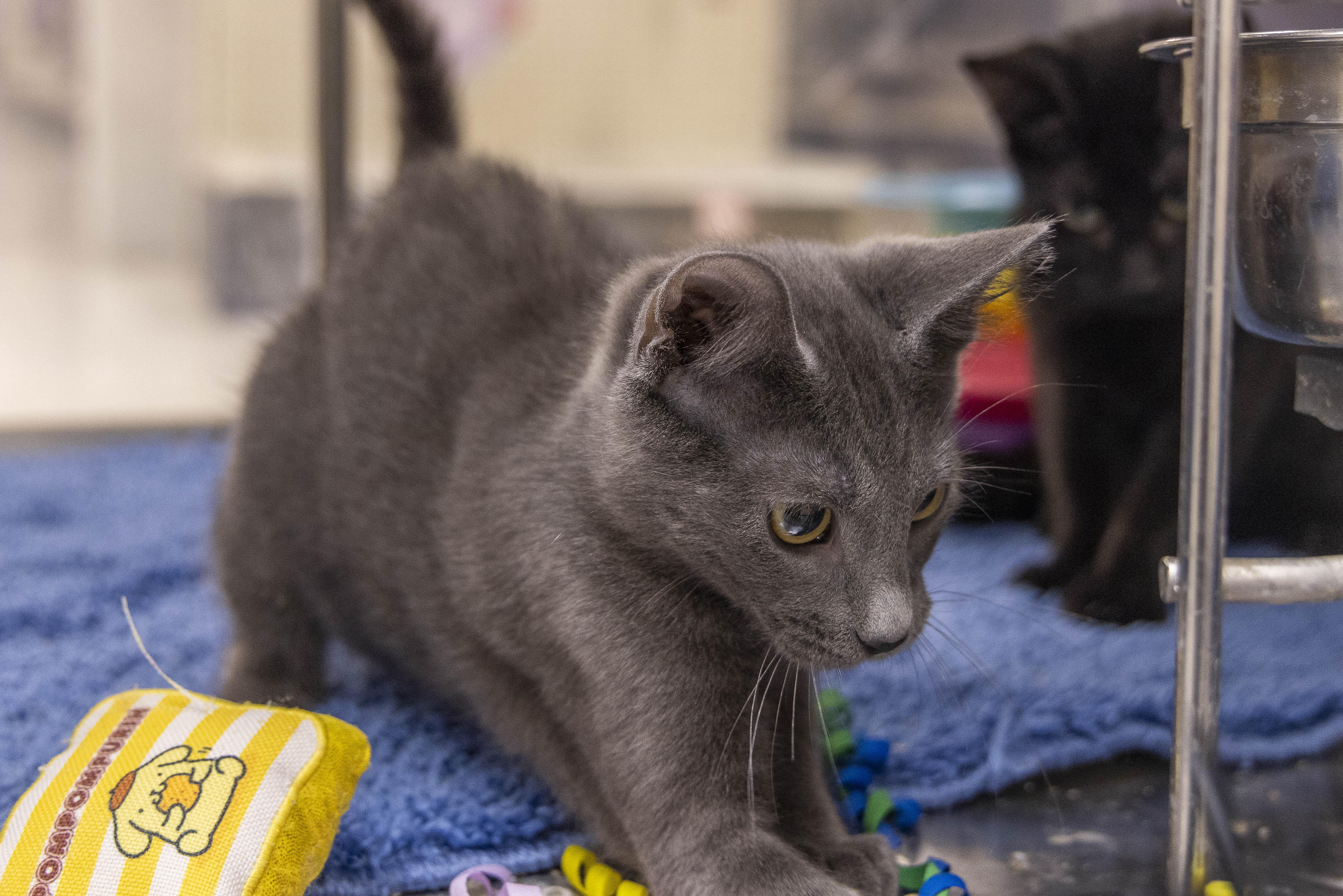 Silver & Oliver, Adopted, Kitten Male Domestic Short Hair.