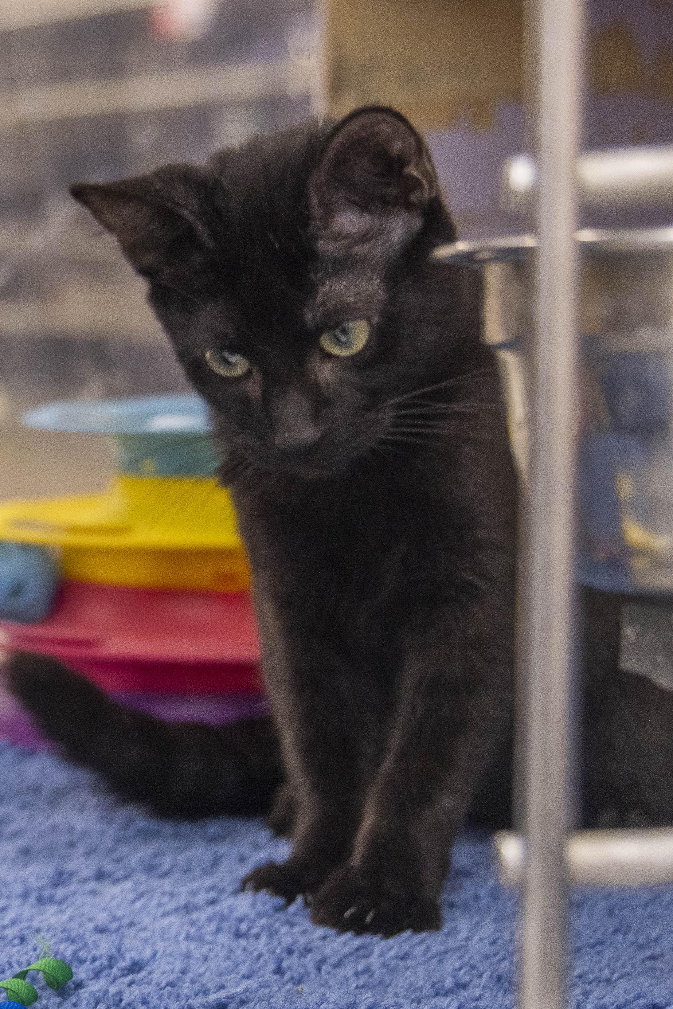 Enlarge Silver & Oliver, a Adopted Domestic Short Hair in Millville, UT image 2/4