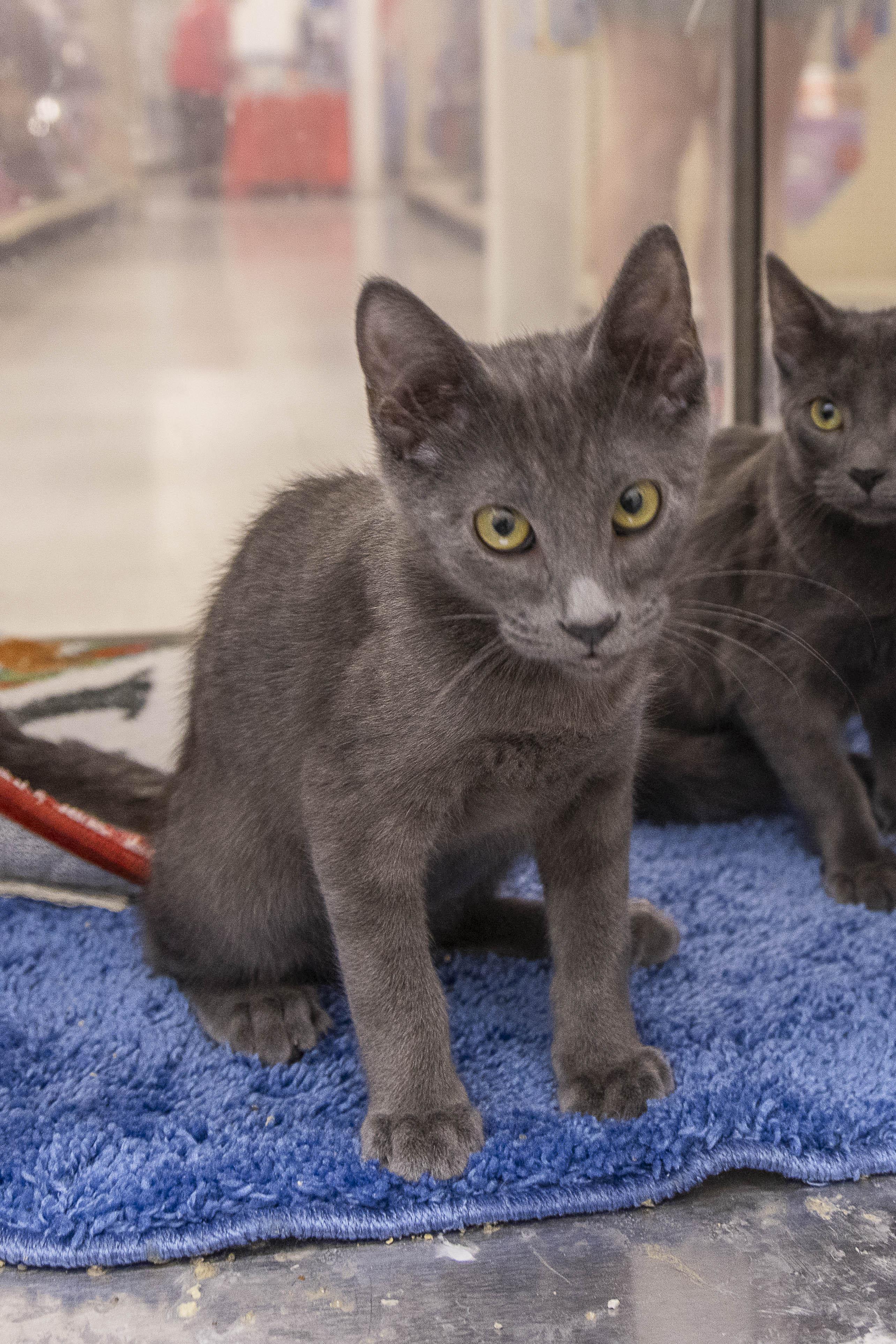 Enlarge Silver & Oliver, a Adopted Domestic Short Hair in Millville, UT image 3/4