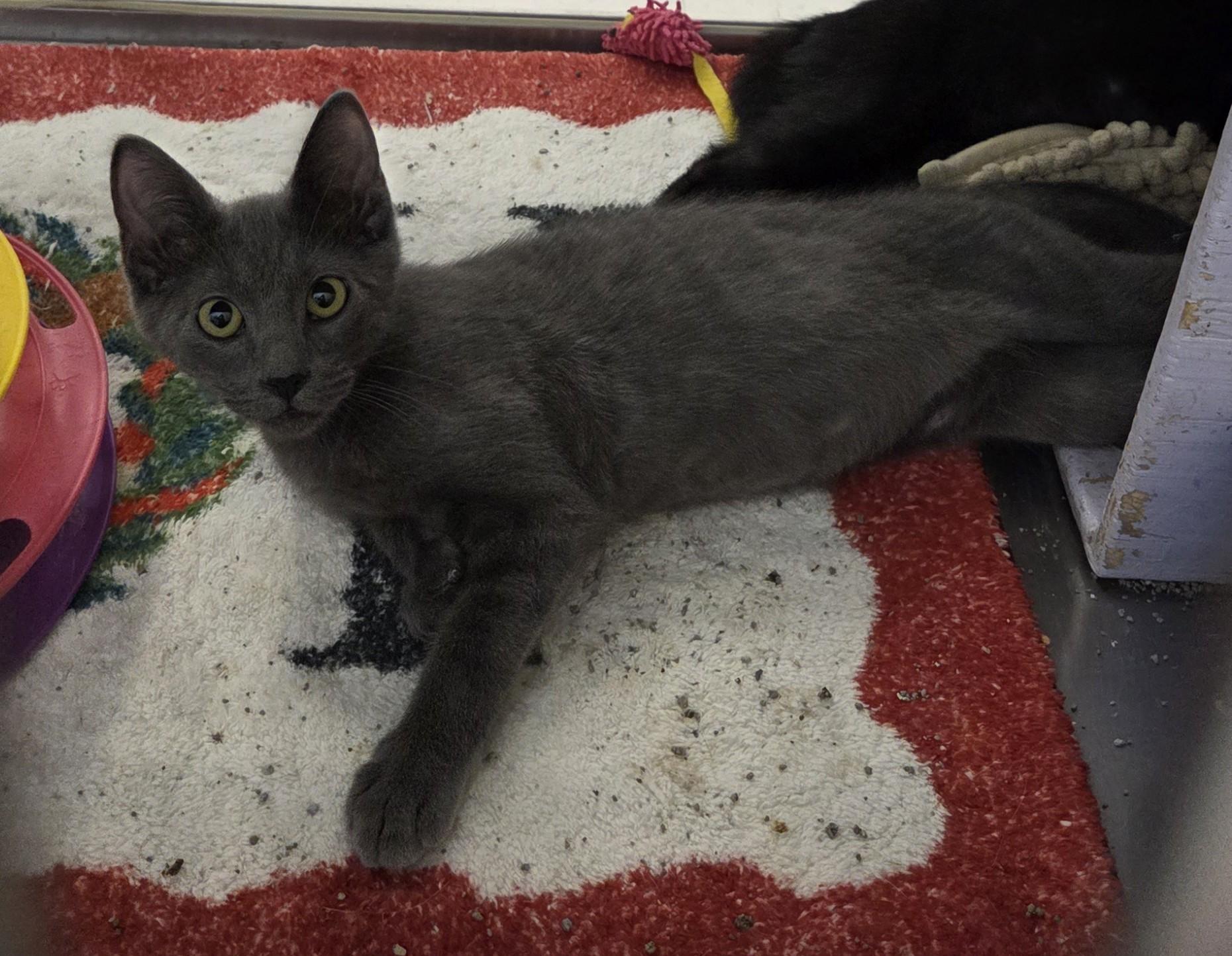 Enlarge Silver & Oliver, a Adopted Domestic Short Hair in Millville, UT image 4/4