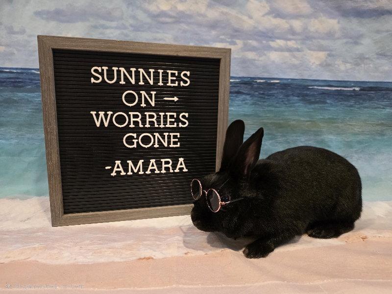 Amara, Adoptable, Adult Female Bunny Rabbit.
